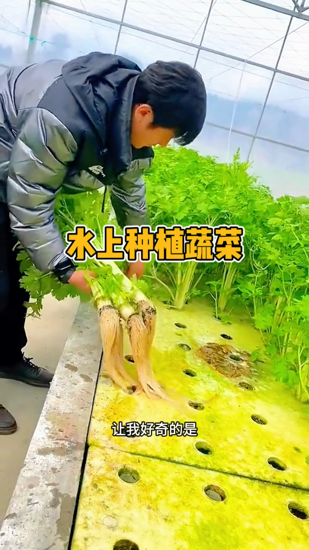 水上种植蔬菜,有没有营养呢?