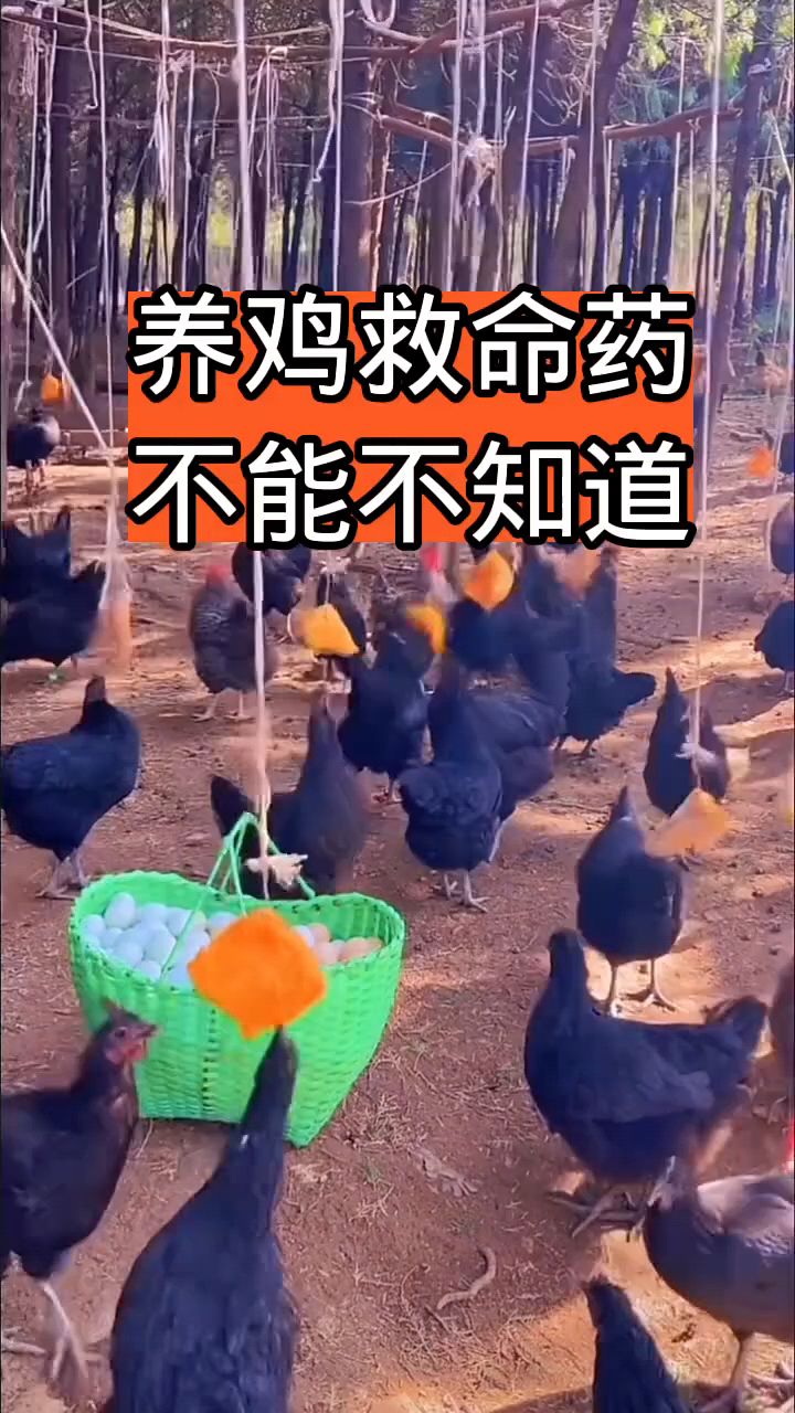 养鸡救命药,不能不知道