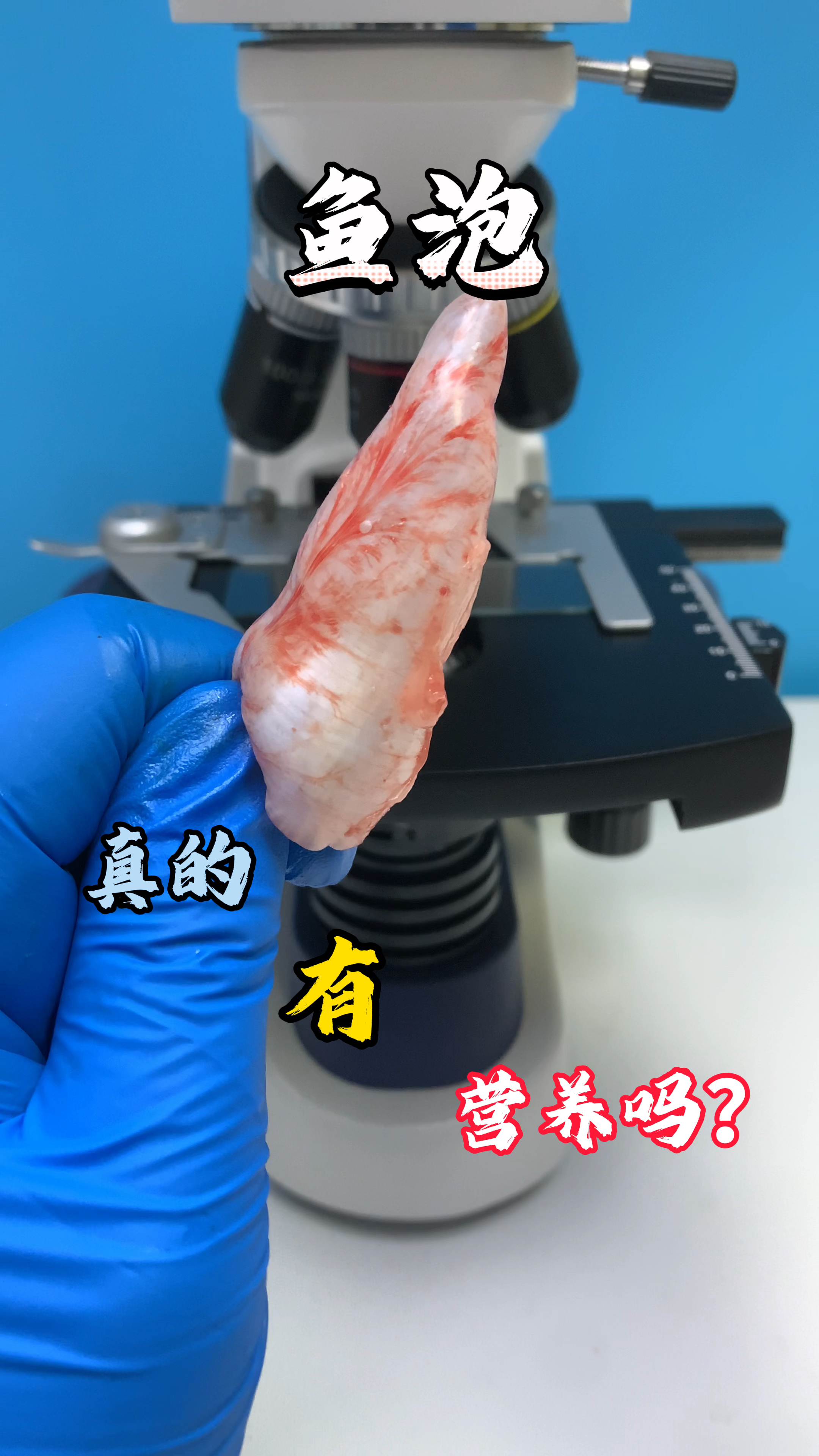 鱼泡你喜欢吃吗?显微镜下的鱼泡你看过吗?