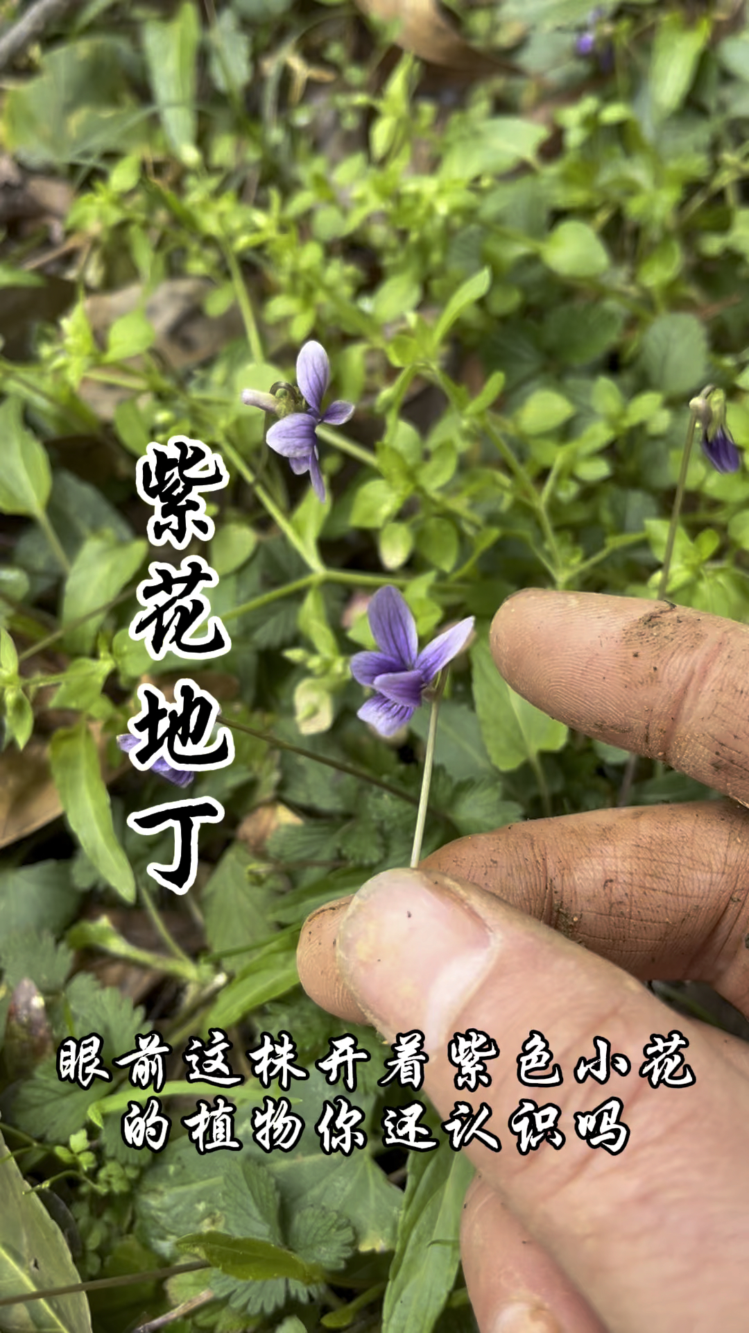 紫花地丁,又称犁头草、野堇菜,它的价值你了解吗?
