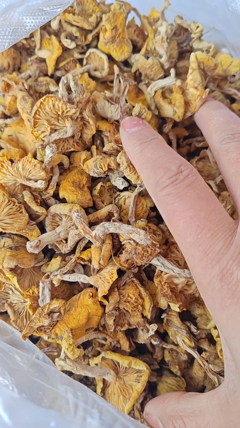 东北小兴安岭野生小黄蘑,独特的菌香味,炖鸡炖肉素炒煲汤包饺子老好吃啦