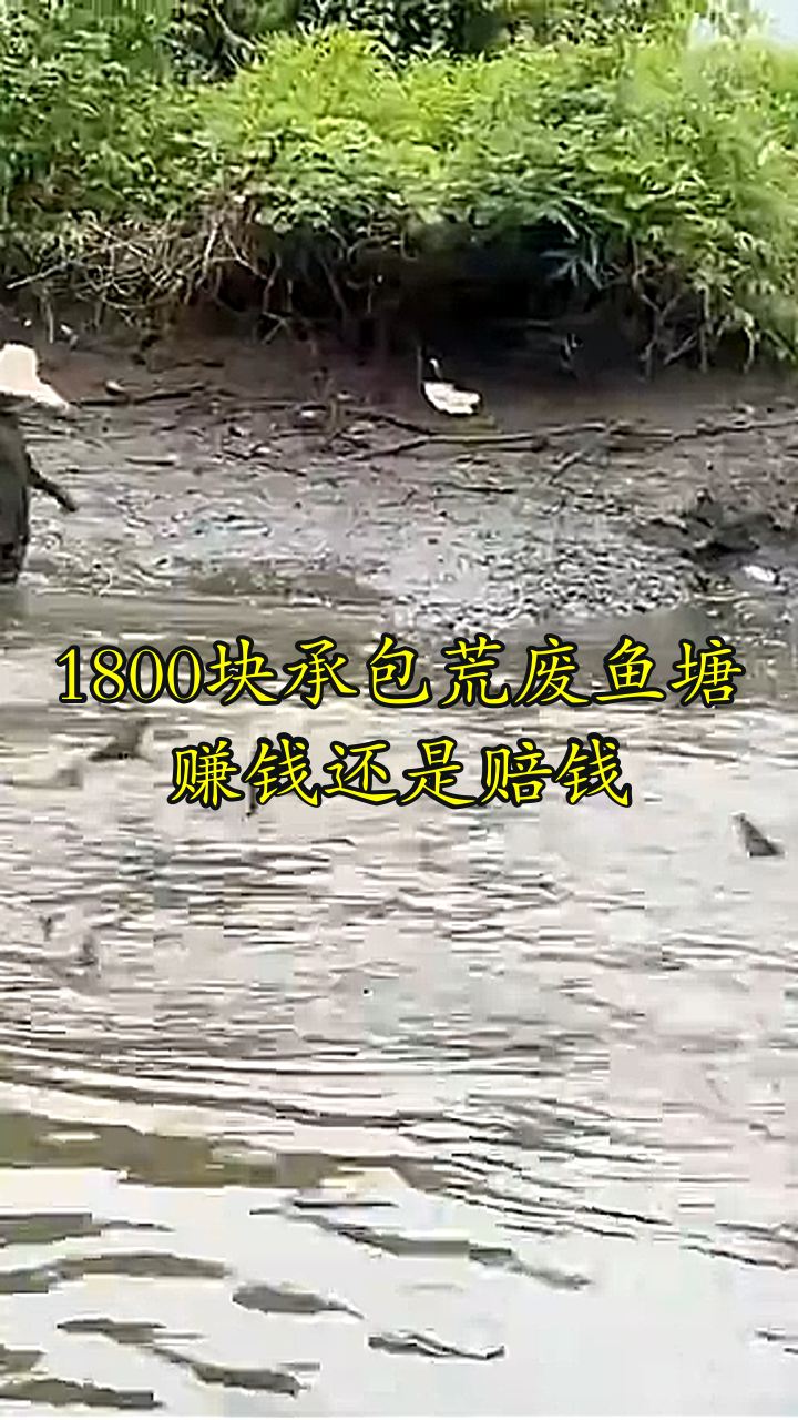 1800块承包荒废鱼塘,赚钱还是赔钱?