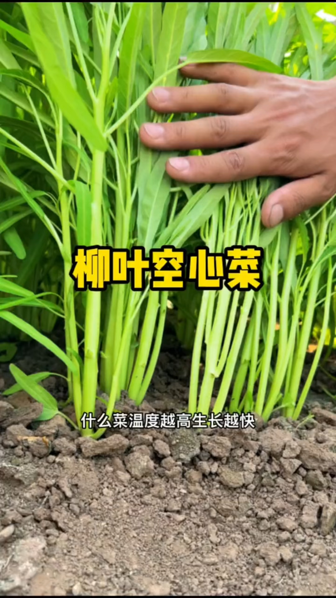 柳叶空心菜,温度越高生长越快,种一次可以连续采收