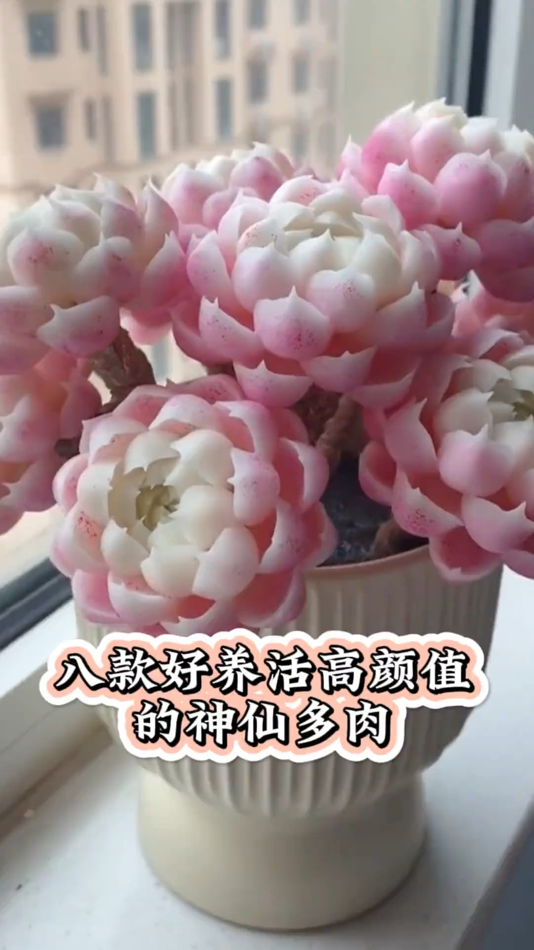 好养活高颜值的神仙多肉