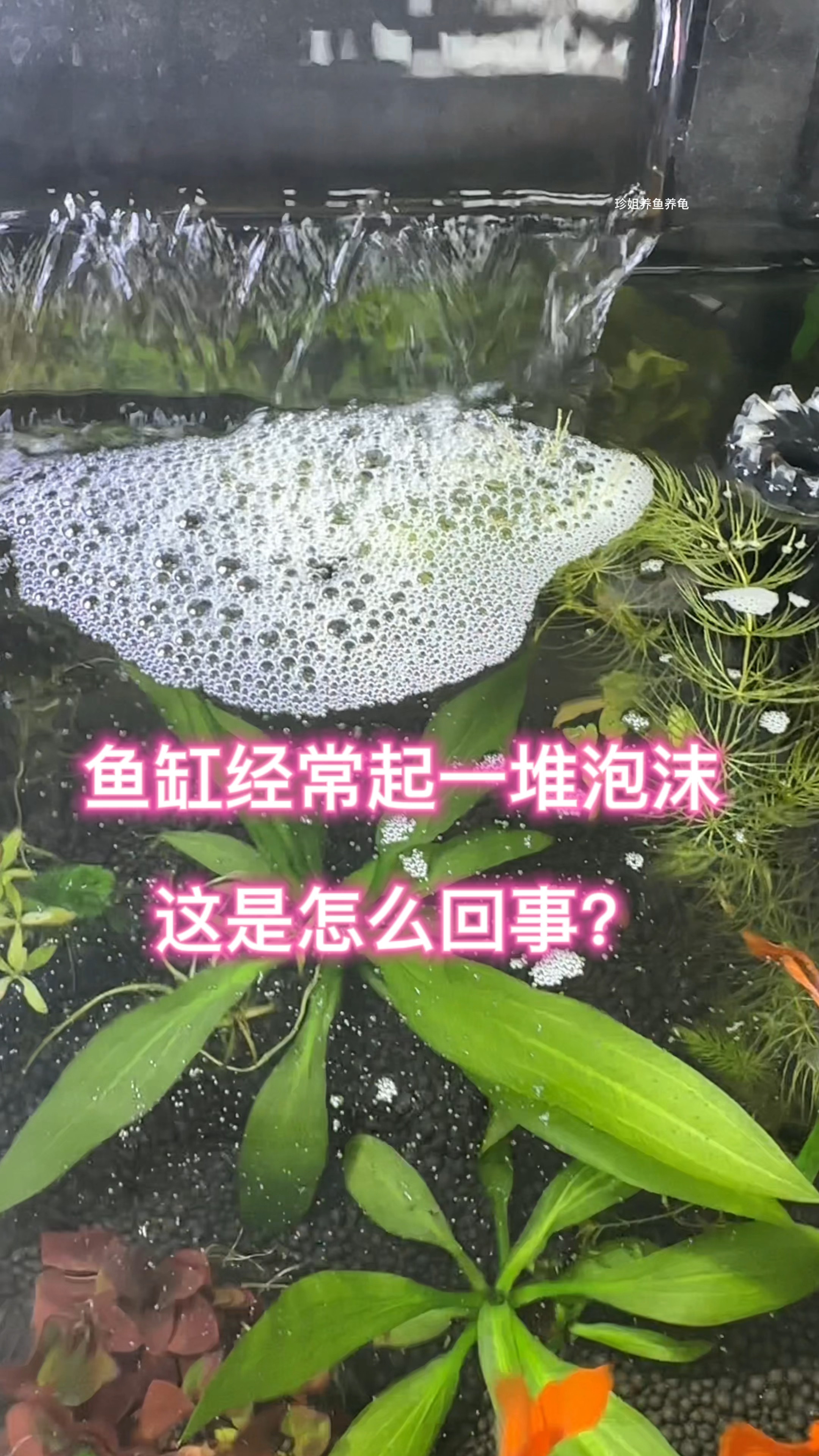 鱼缸经常起一堆泡沫,这是怎么回事?#水族 #鱼缸里的大自然 #观赏鱼