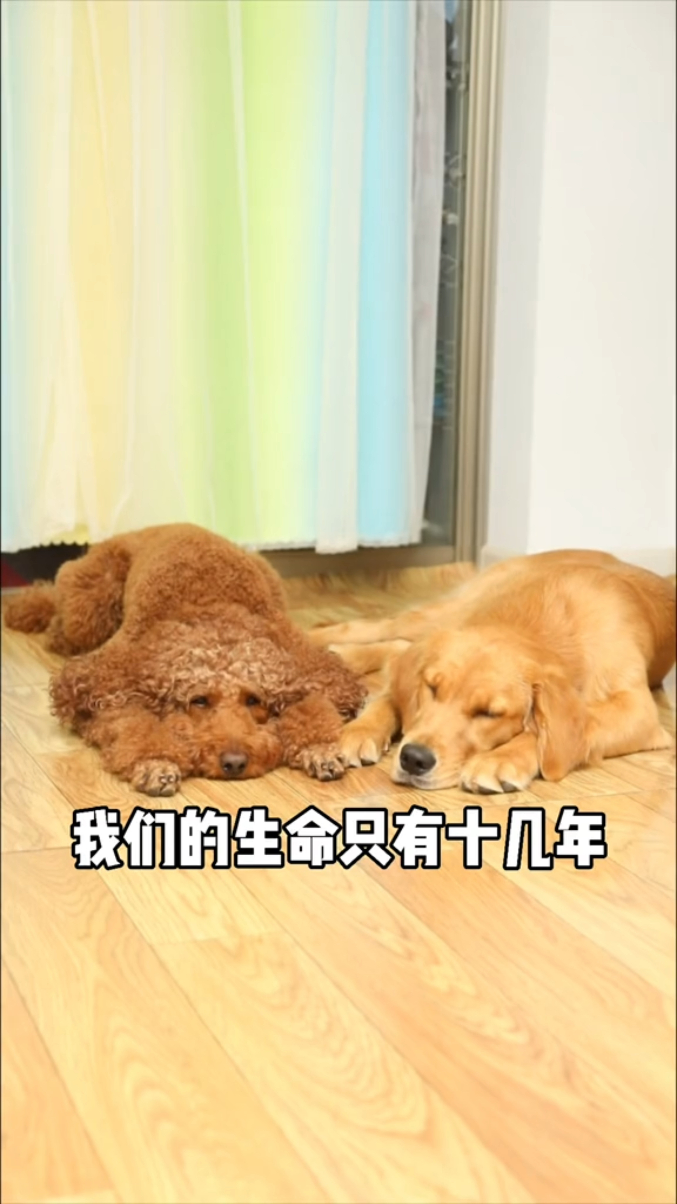 coco和奶茶生主人的气
