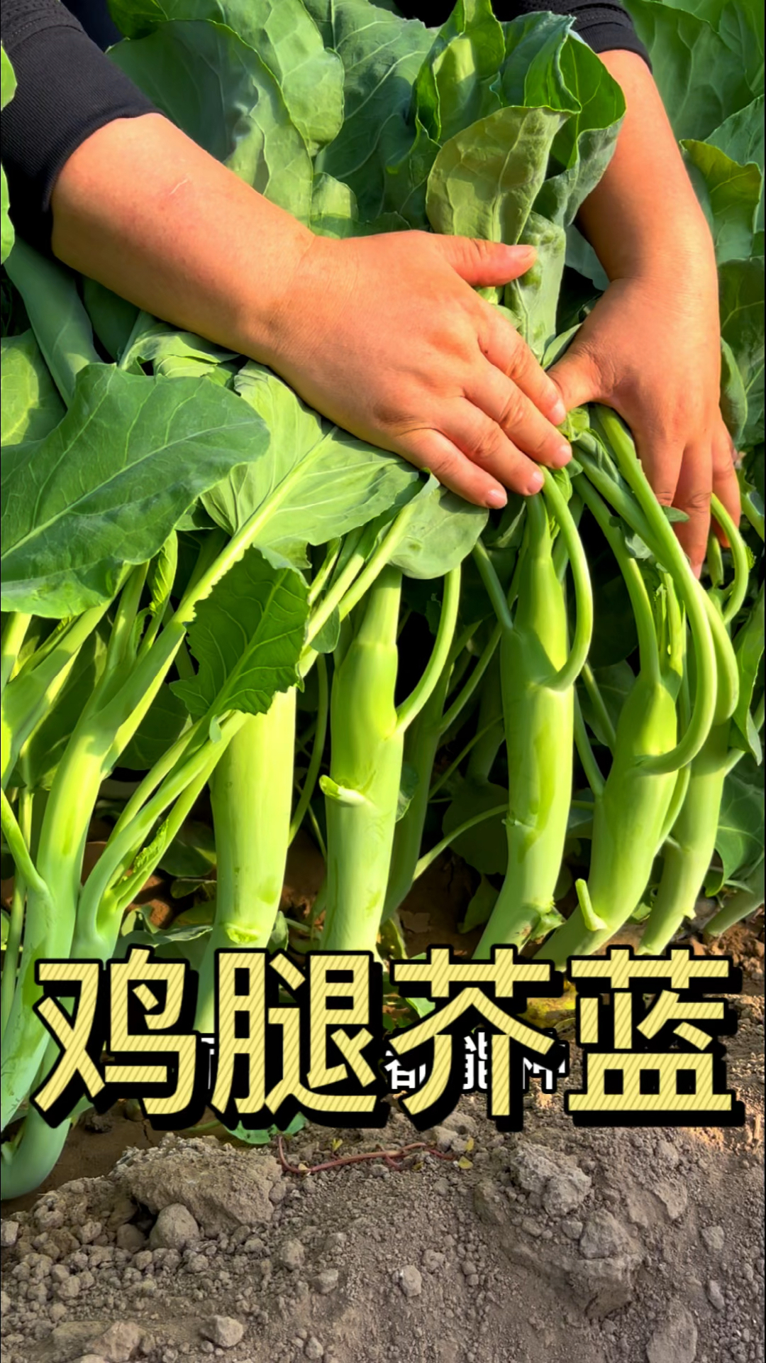 鸡腿芥蓝营养价值高