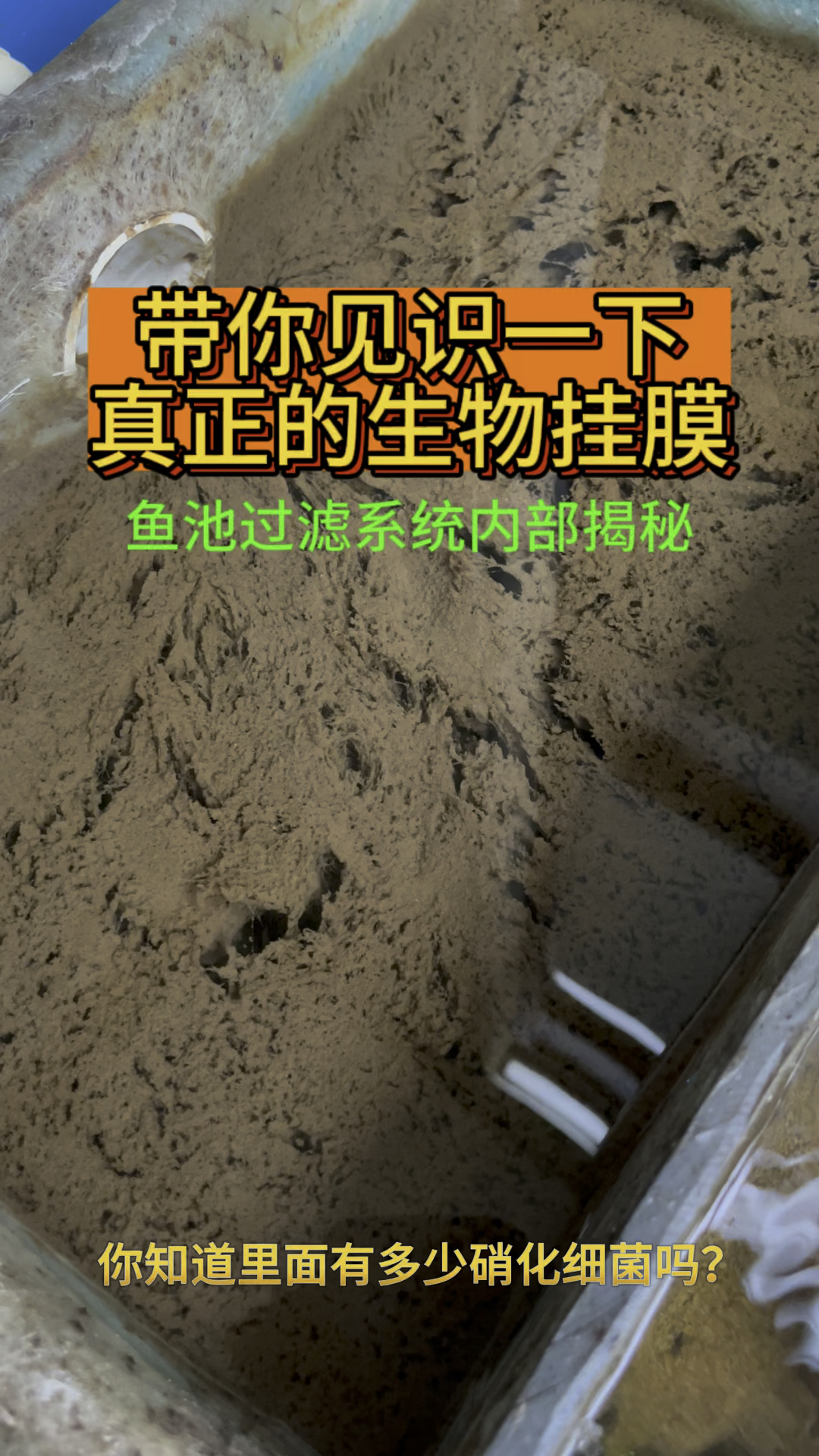 室外鱼池过滤系统内部揭秘#锦鲤鱼池 #鱼池过滤 #鱼池净化系统#庭院鱼池 #养鱼注意事项