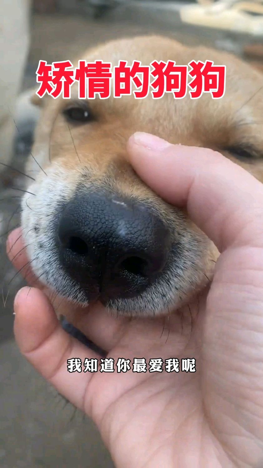 主人一到家,狗狗就开始变矫情!
