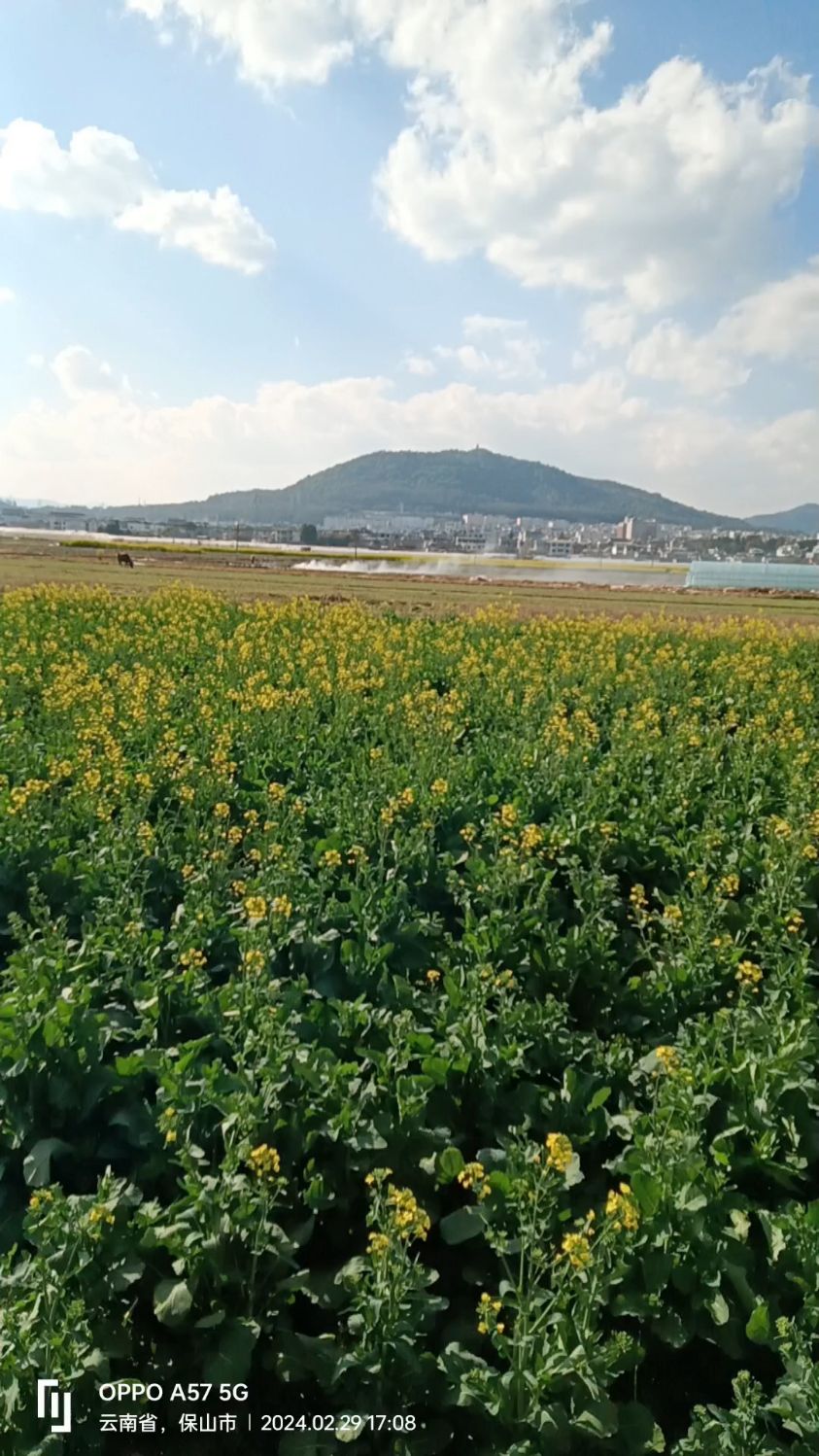 菜花菜苔,既美丽清新,又有很好的营养,难怪市上都有人在出售