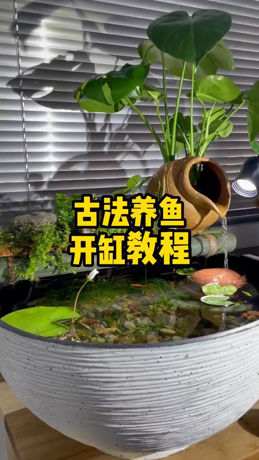 古法养鱼开缸教程