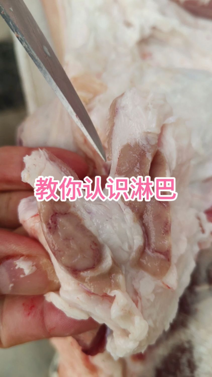 说说猪身上的淋巴