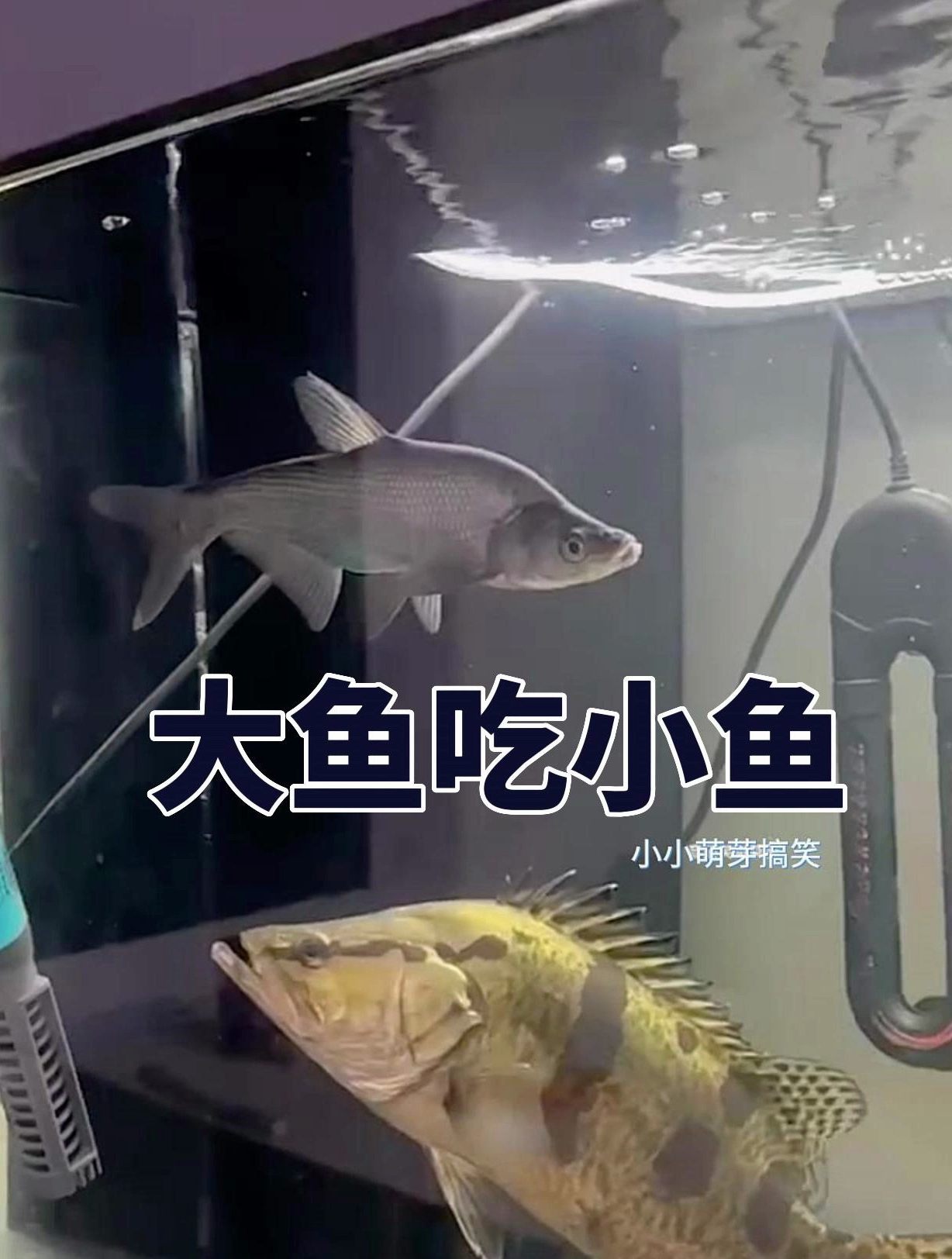 大鱼吃小鱼的场景,这是什么鱼这么凶猛