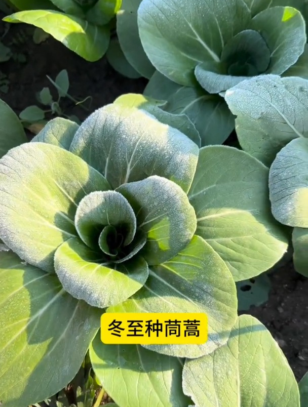 蔬菜种植时间表,种不种地的,都要知道!