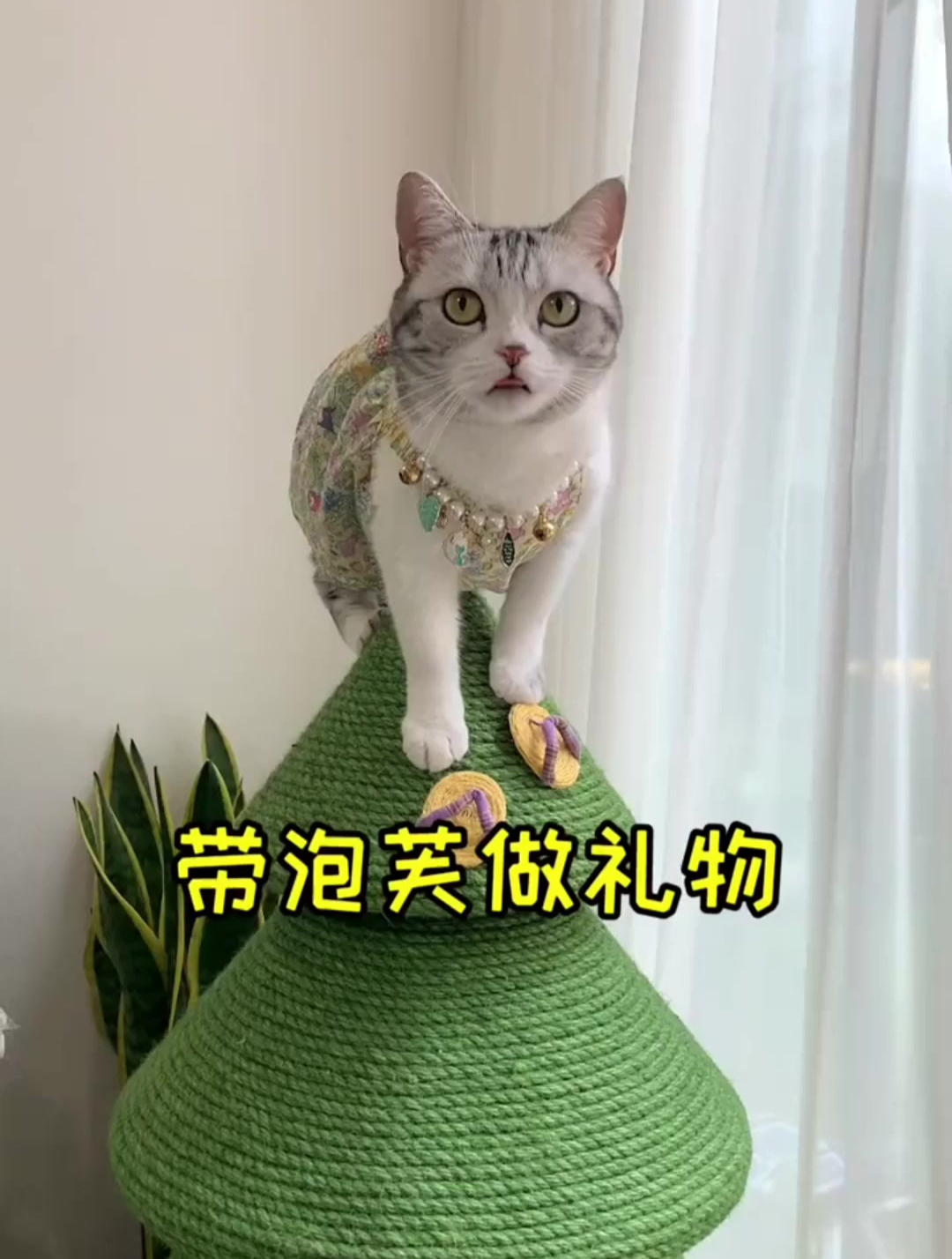 和泡芙一起做了个小礼物,希望安生会喜欢