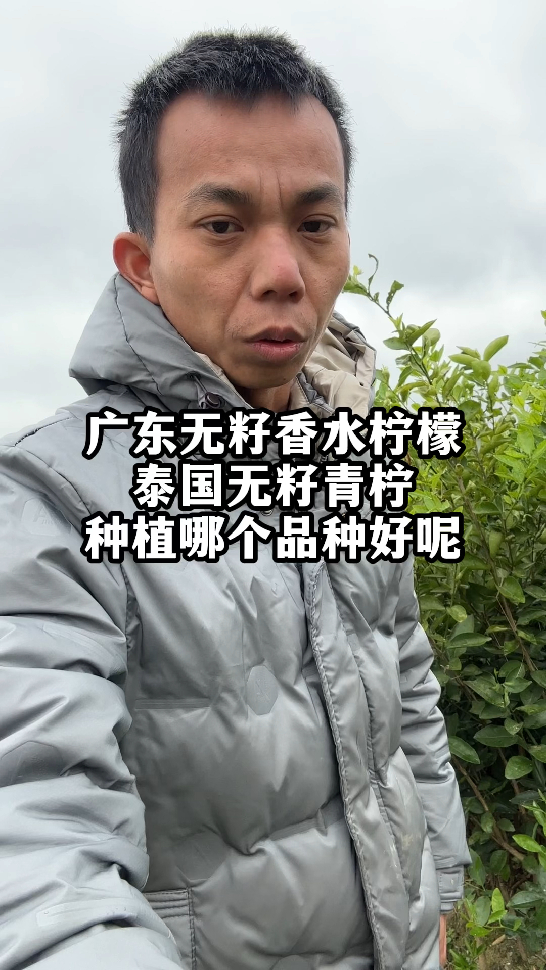 广东无籽香水柠檬和泰国无籽青柠,种植哪个品种好呢?