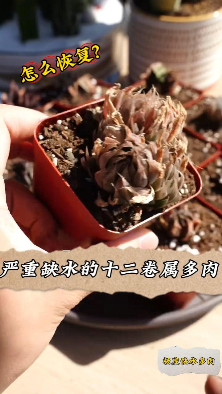 十二卷属多肉,极度缺水怎么救?