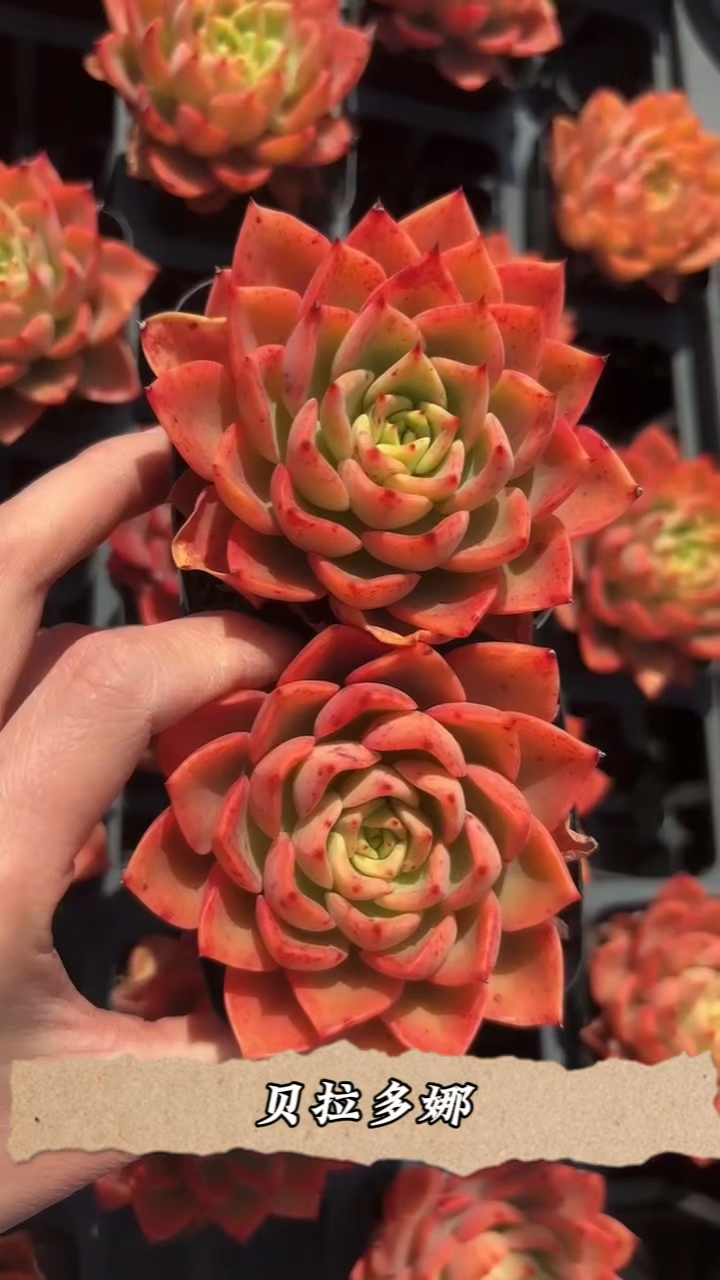 多肉植物,贝拉多娜