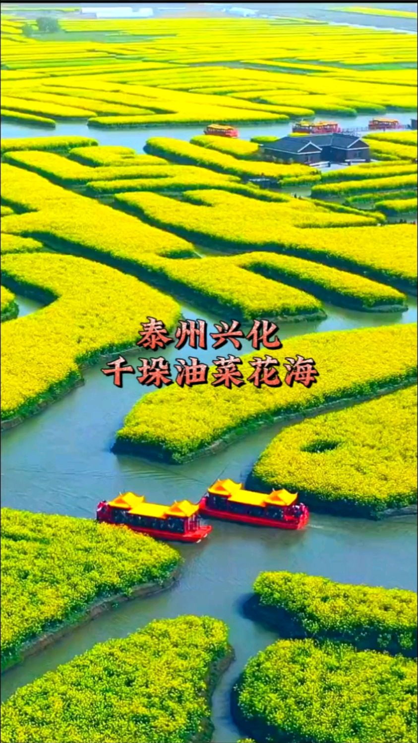 三月春暖花开,带您去兴化感受,人在画中游的千垛油菜花海