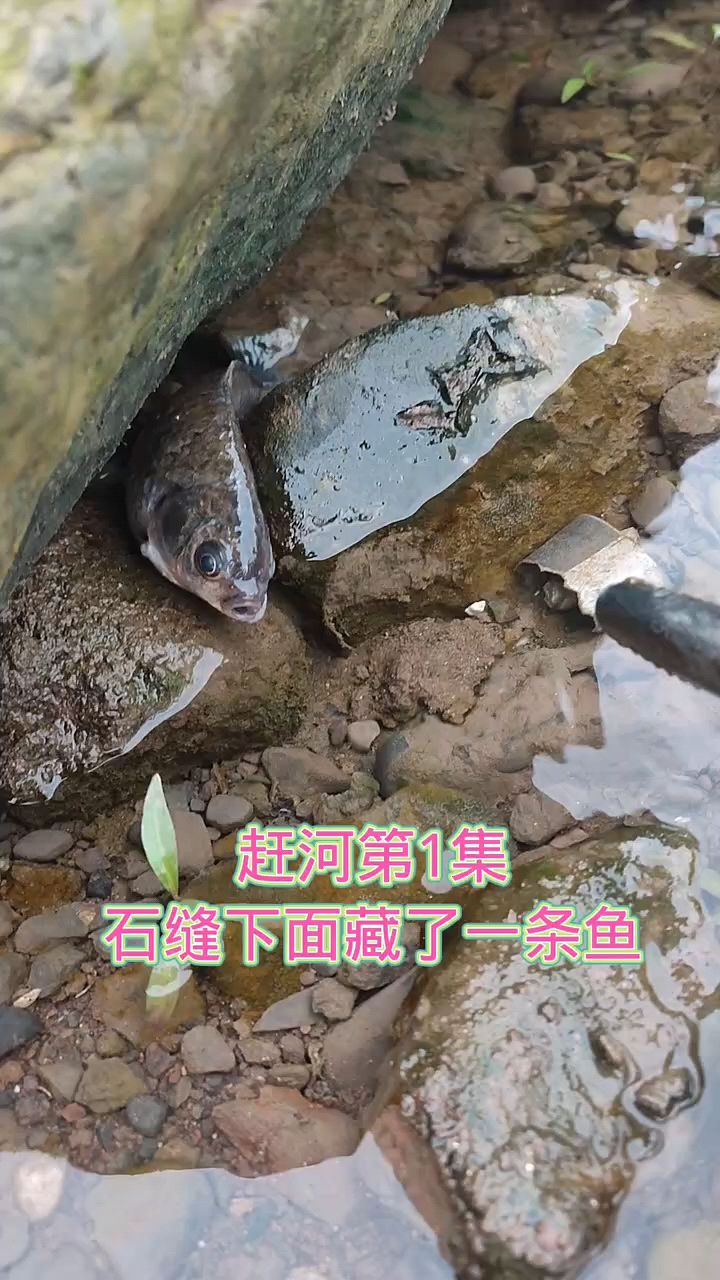 干河抓鱼第1集