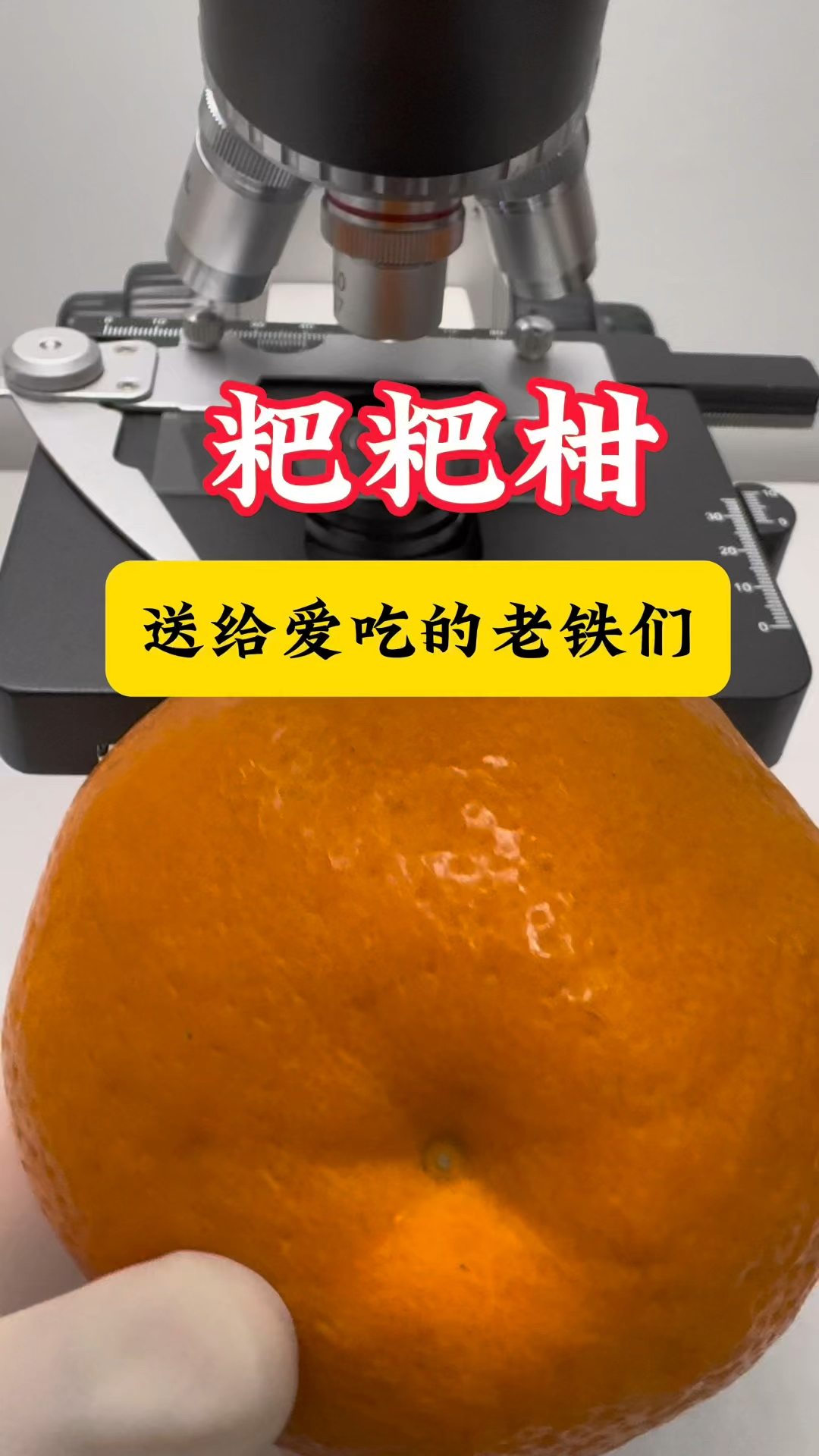 粑粑柑送给爱吃的老铁们一探究竟