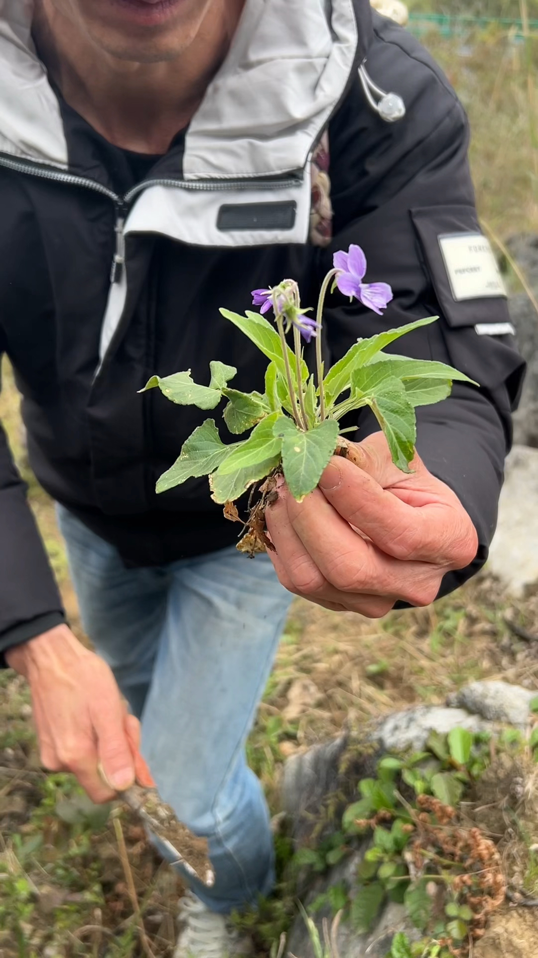 我的乡村生活,紫花地丁。