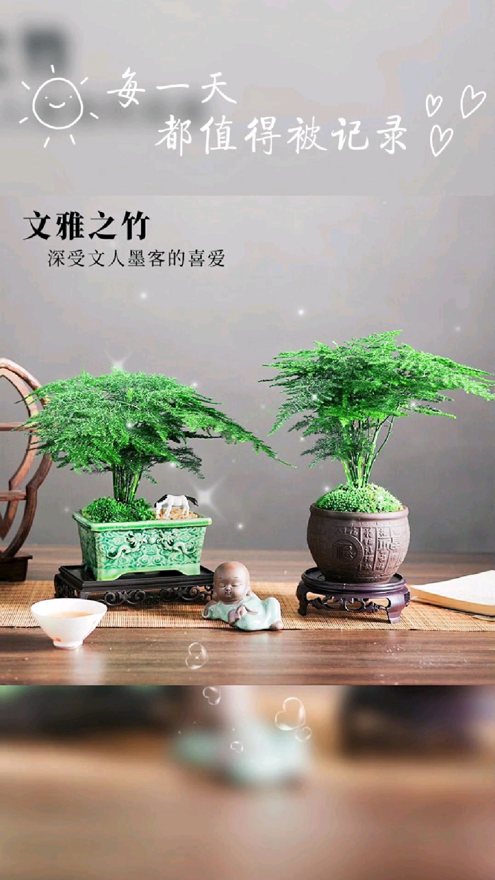 开时果 文竹盆栽桌面摆件盆景 (舍得紫砂盆+苔藓+底座)