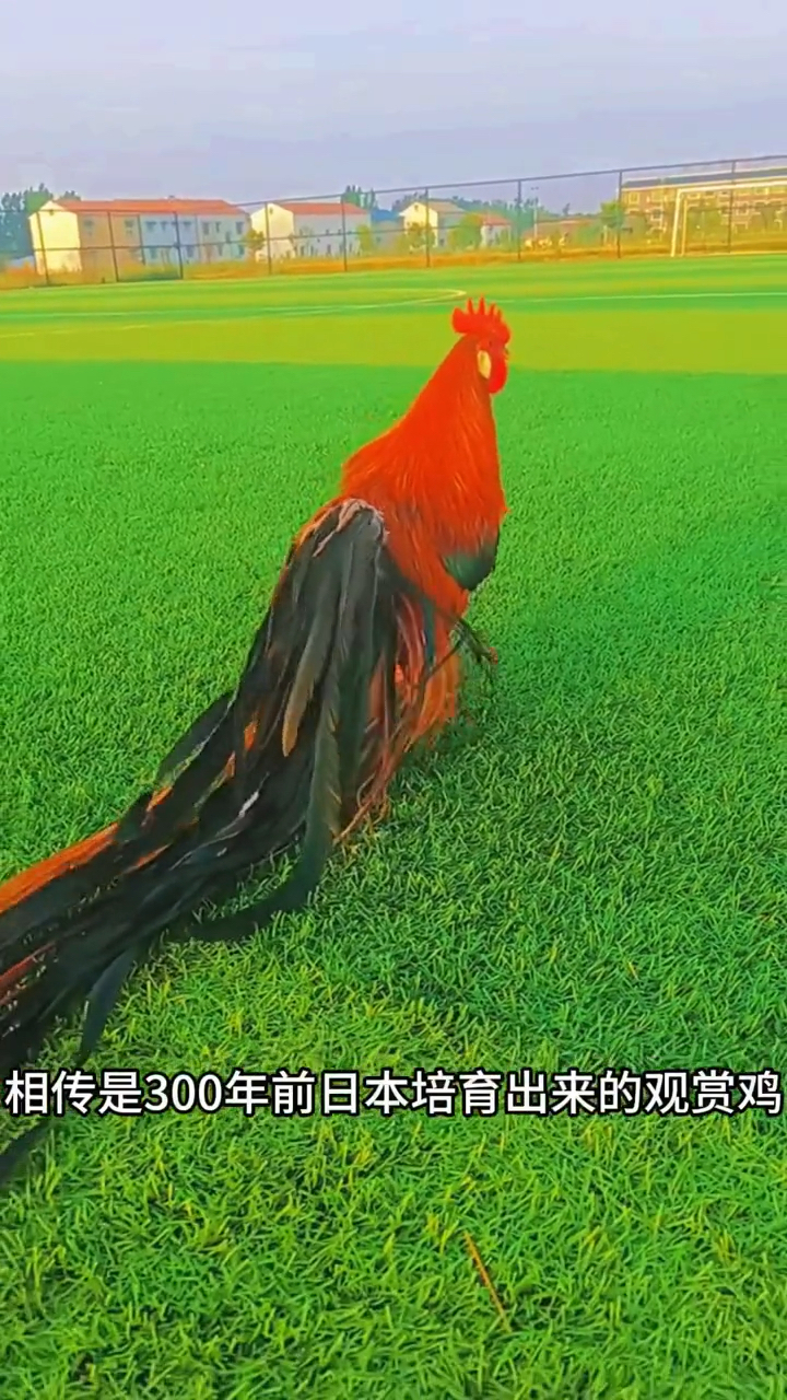 尾巴可达15米的鸡