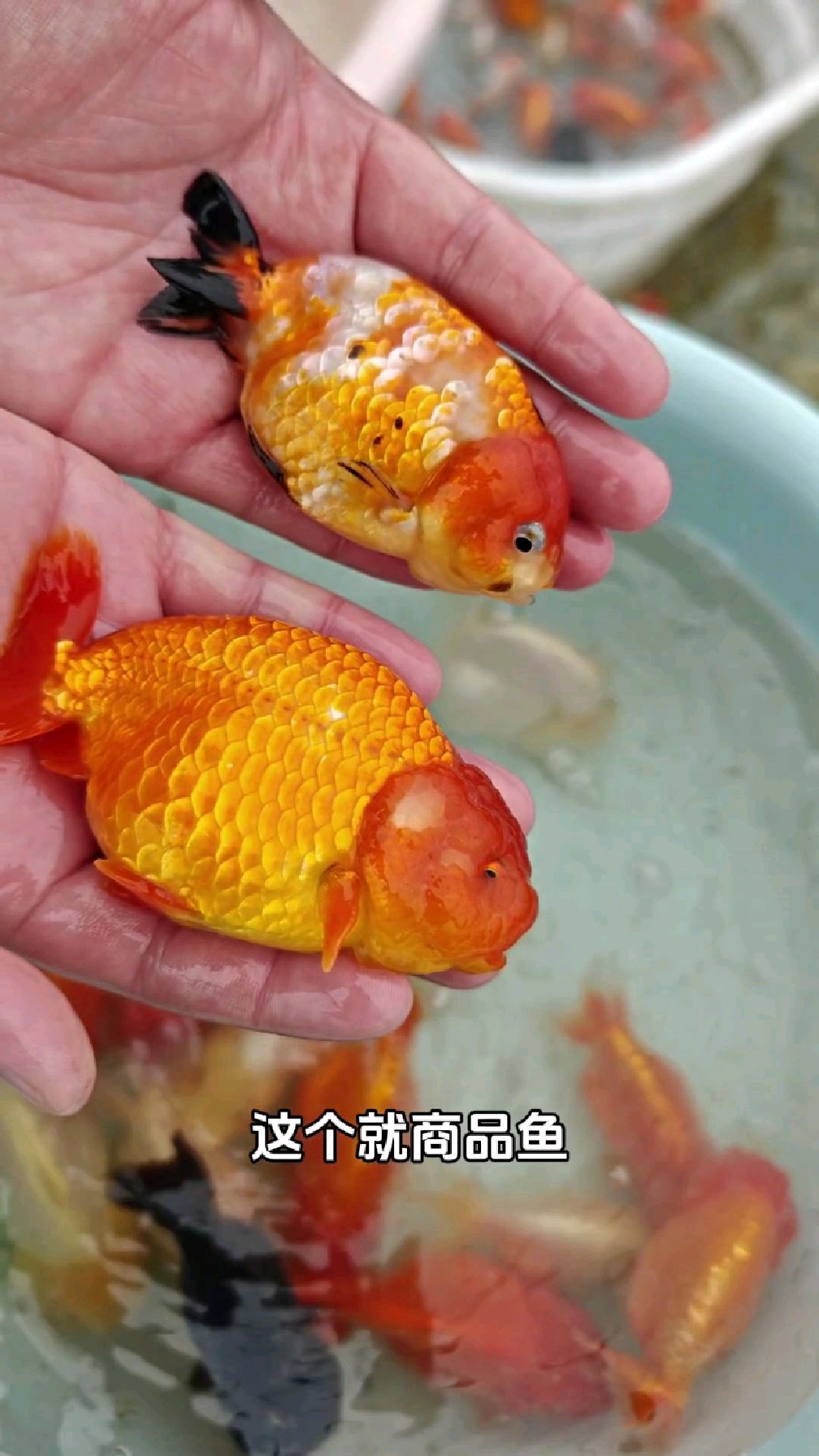 兰寿金鱼体型区分 精品与商品鱼