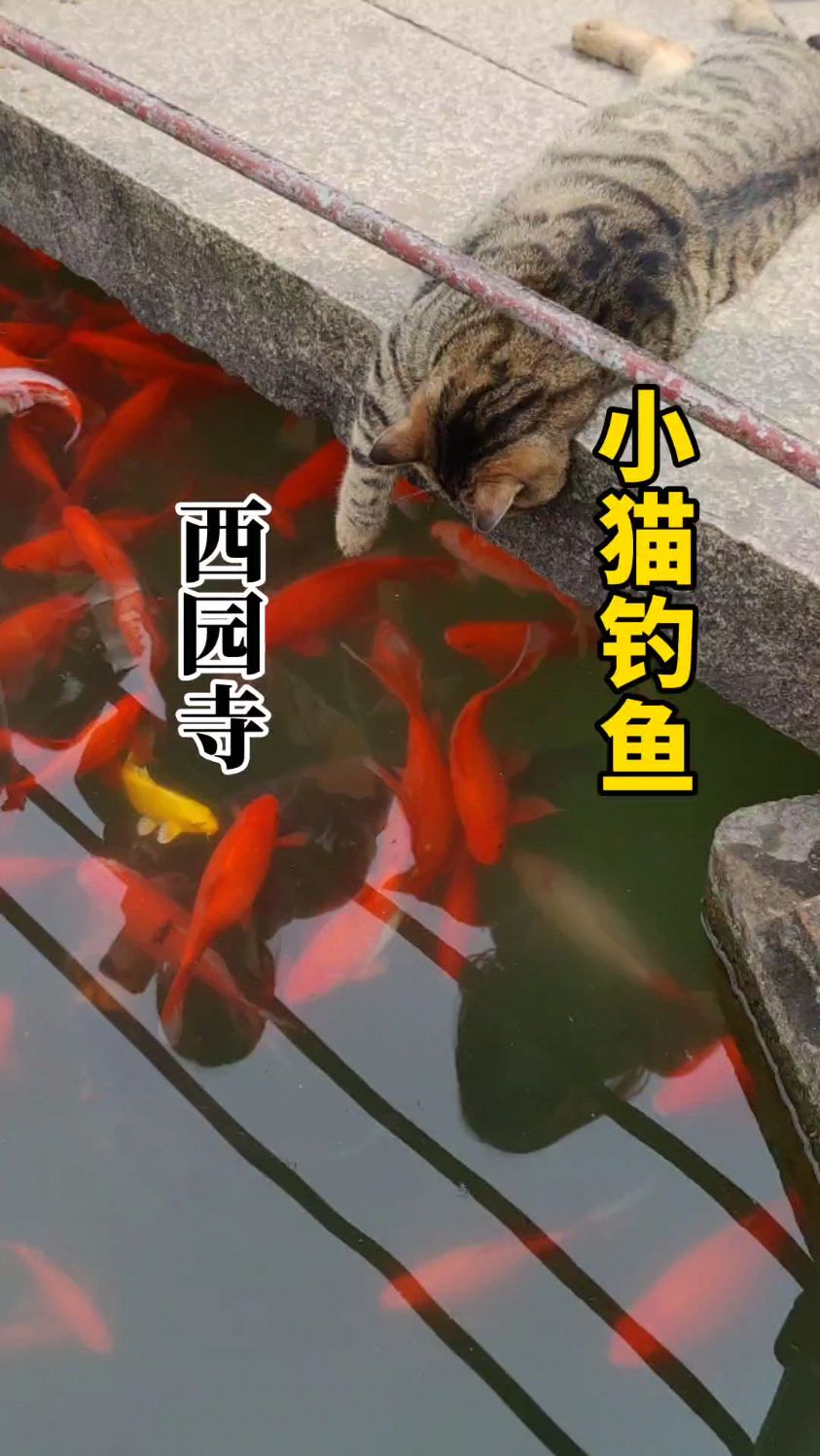 池水清澈见底,小鱼在水中自由地游动。小猫心里想:这么多的鱼,啥时候才能吃到呢