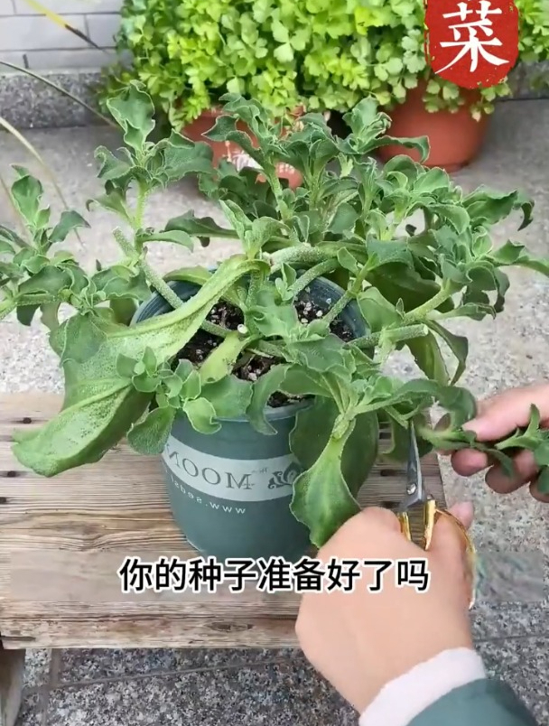 媳妇用花盆种“水晶菜”,太能长了,半个月窜2米高