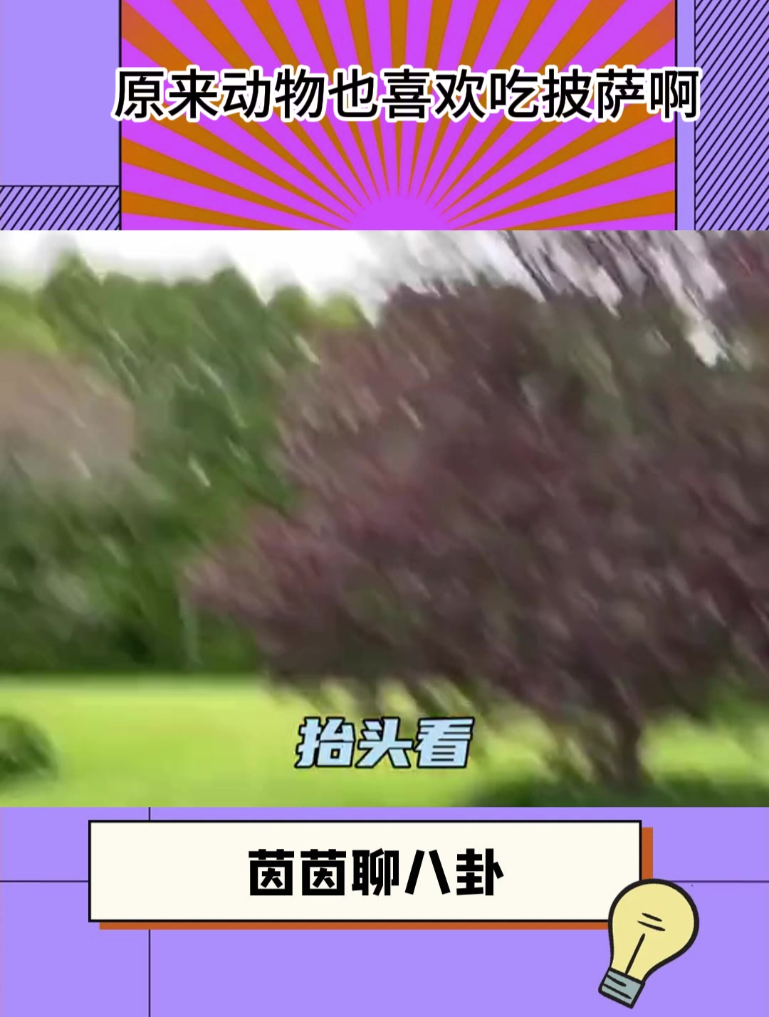 原来动物也喜欢吃披萨啊!