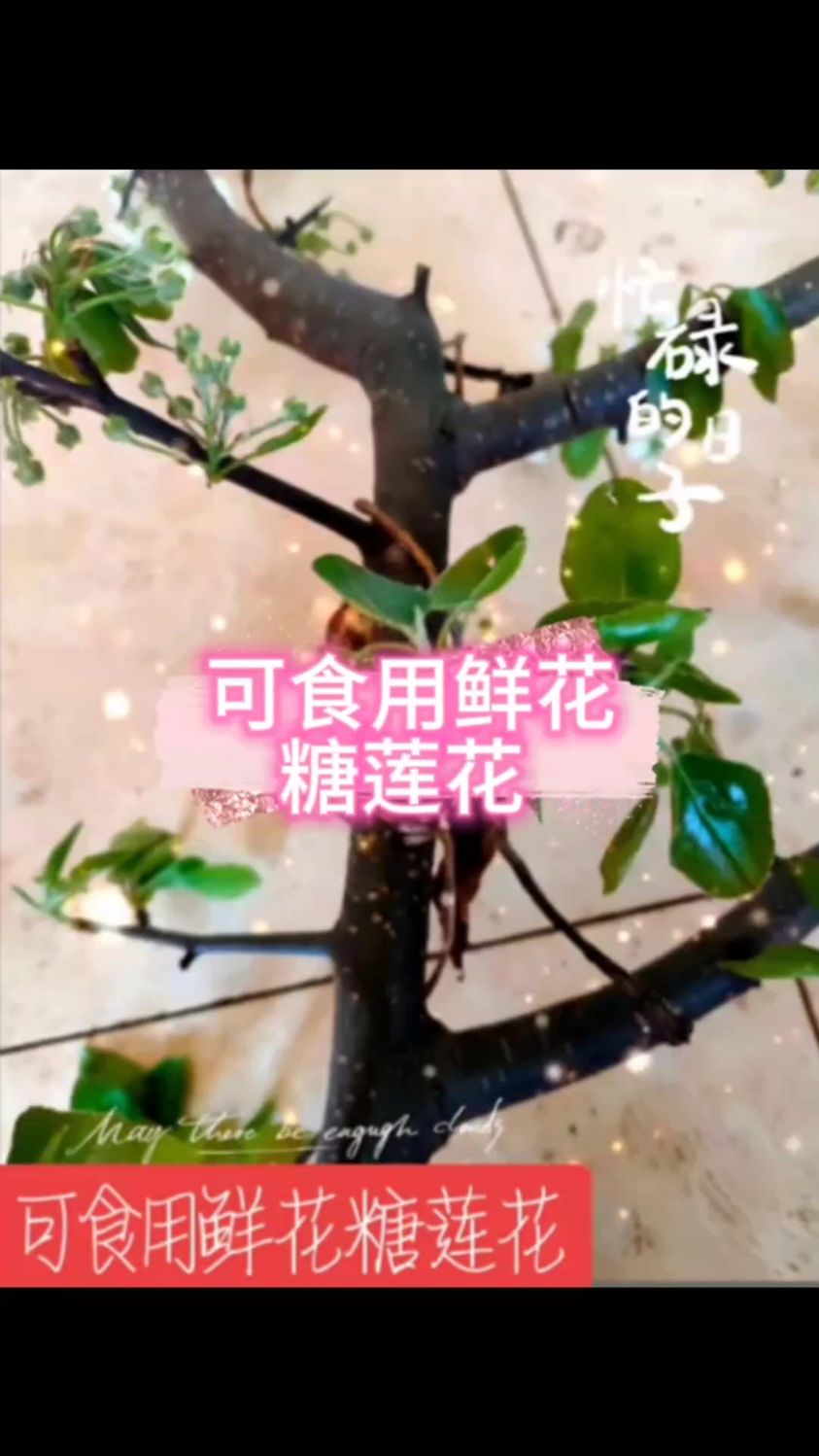 糖莲花是生长在云南的一种可食用鲜花 可素炒 也可炒肉煲汤 营养丰富 鲜美可口