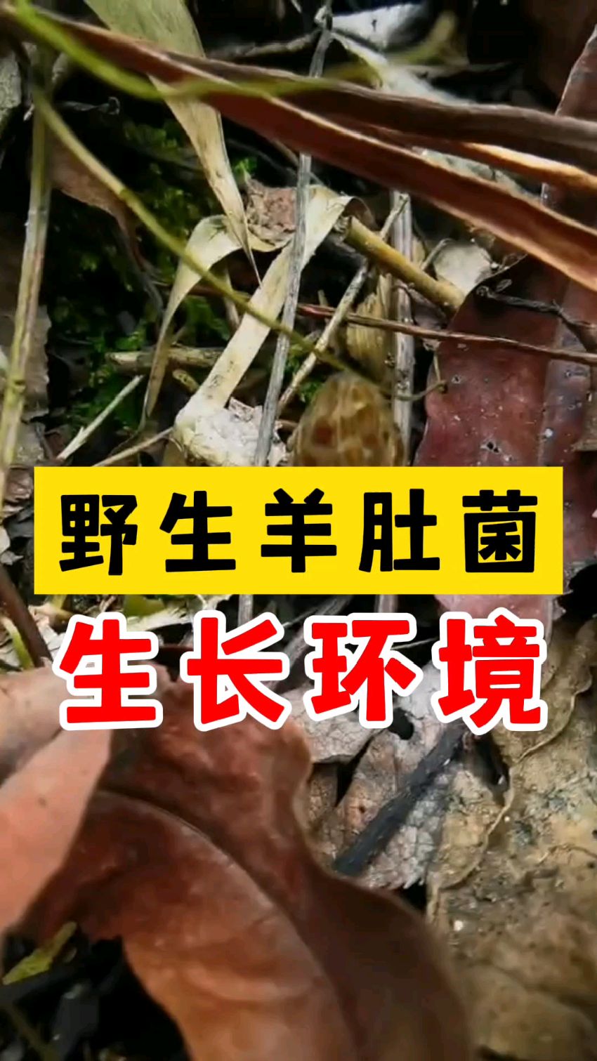 野生羊肚菌的生长环境