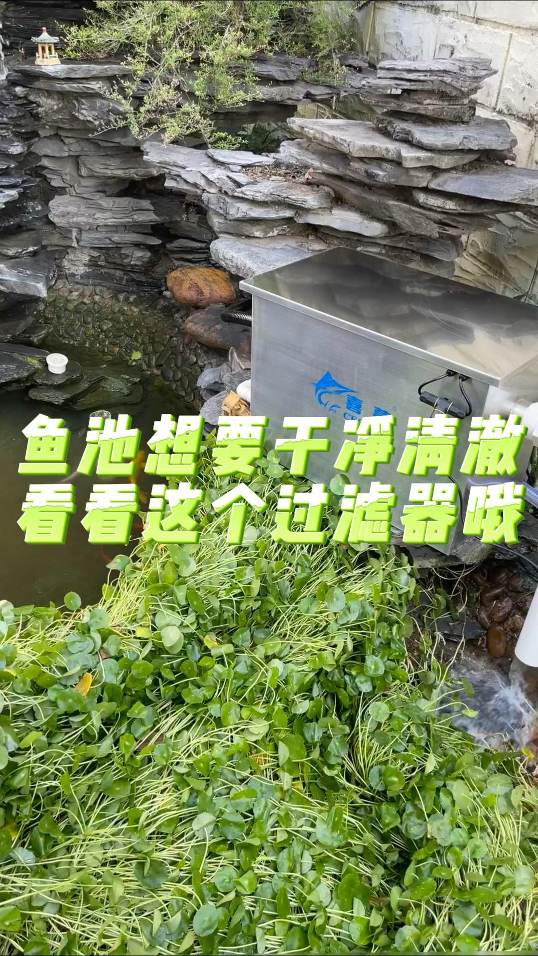 鱼池想要干净清澈可以看看这个过滤#鱼池过滤系统#鱼池过滤器#锦鲤鱼池