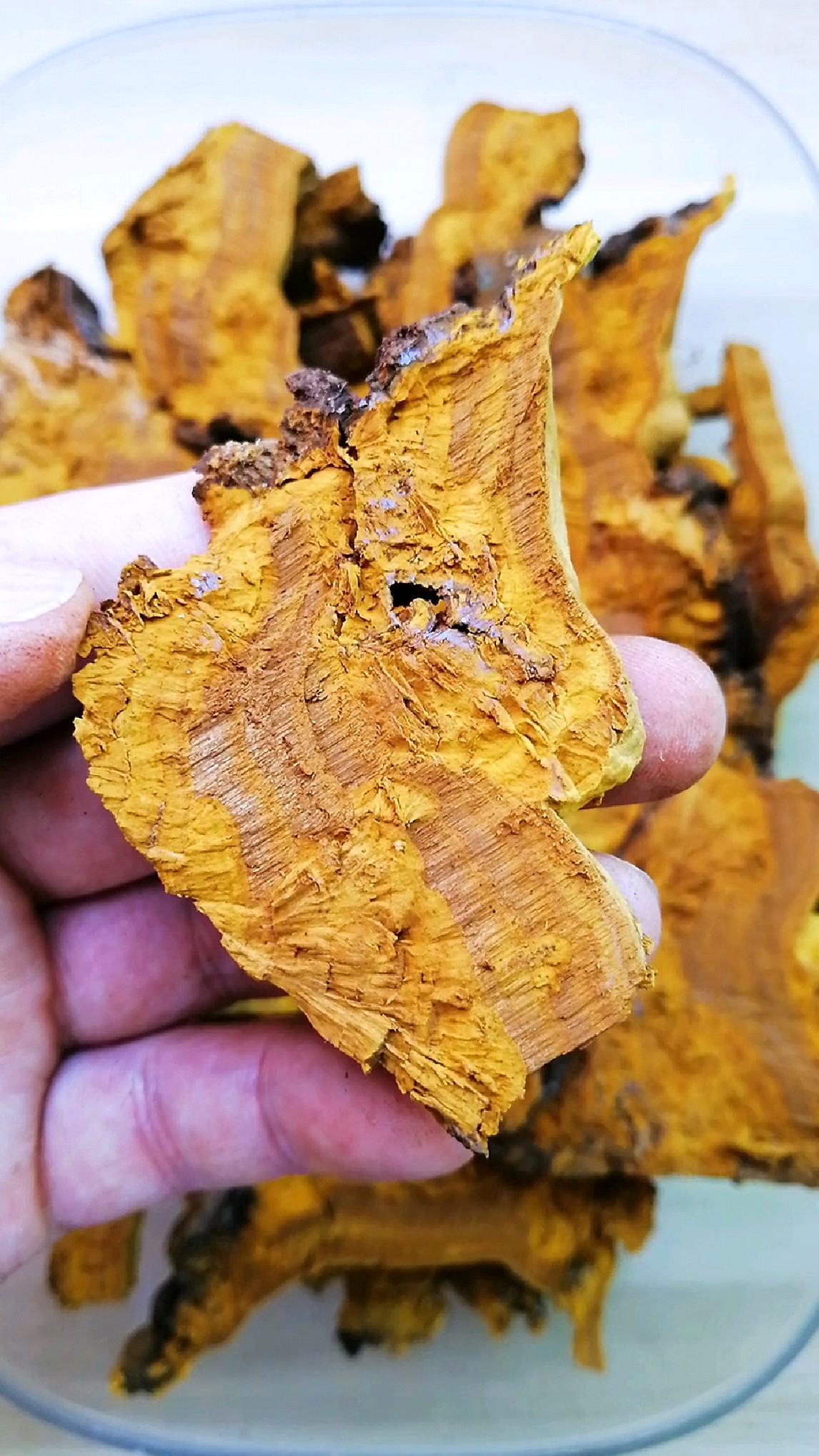 西藏墨脱野生桑树桑黄的肉质结构解析