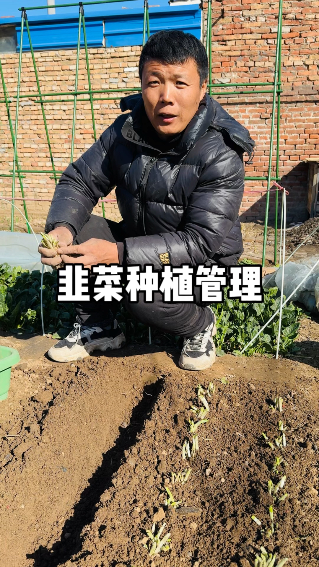 韭菜为什么越长越细,韭菜怎么种植?怎么管理才能长的又粗又壮?一个视频告诉你,