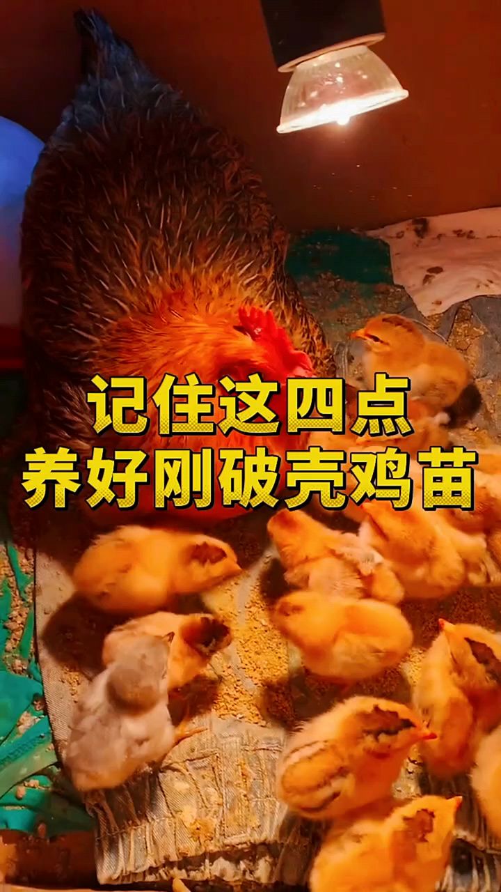记住这四点,养好刚出壳的小鸡苗