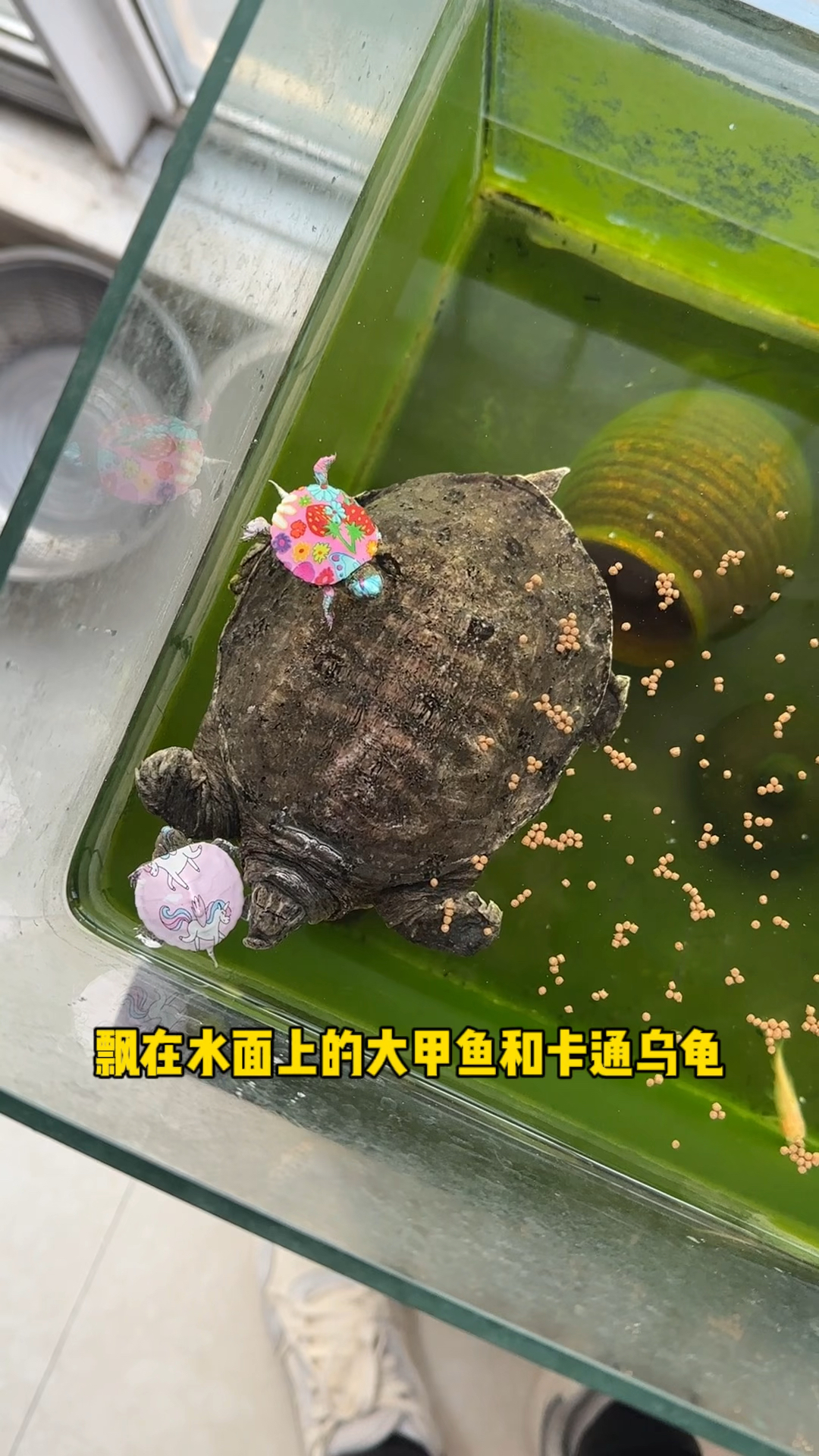 飘在水面上的大甲鱼和卡通乌龟