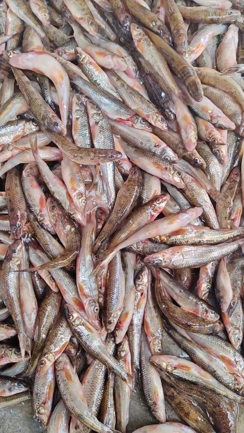 东北松花江船丁鱼 ,刚摘完网 ,嘎嘎新鲜