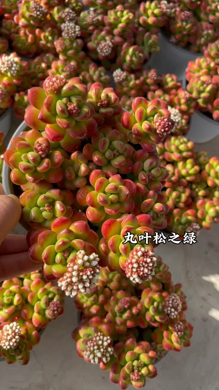 丸叶松之绿,出状态颜色也很靓