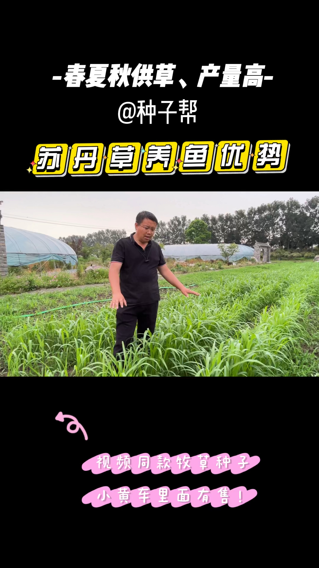苏丹草也被称“鱼草”,夏季养鱼青饲料,热天长得快,鱼爱吃长肉快,夏季能割七八次