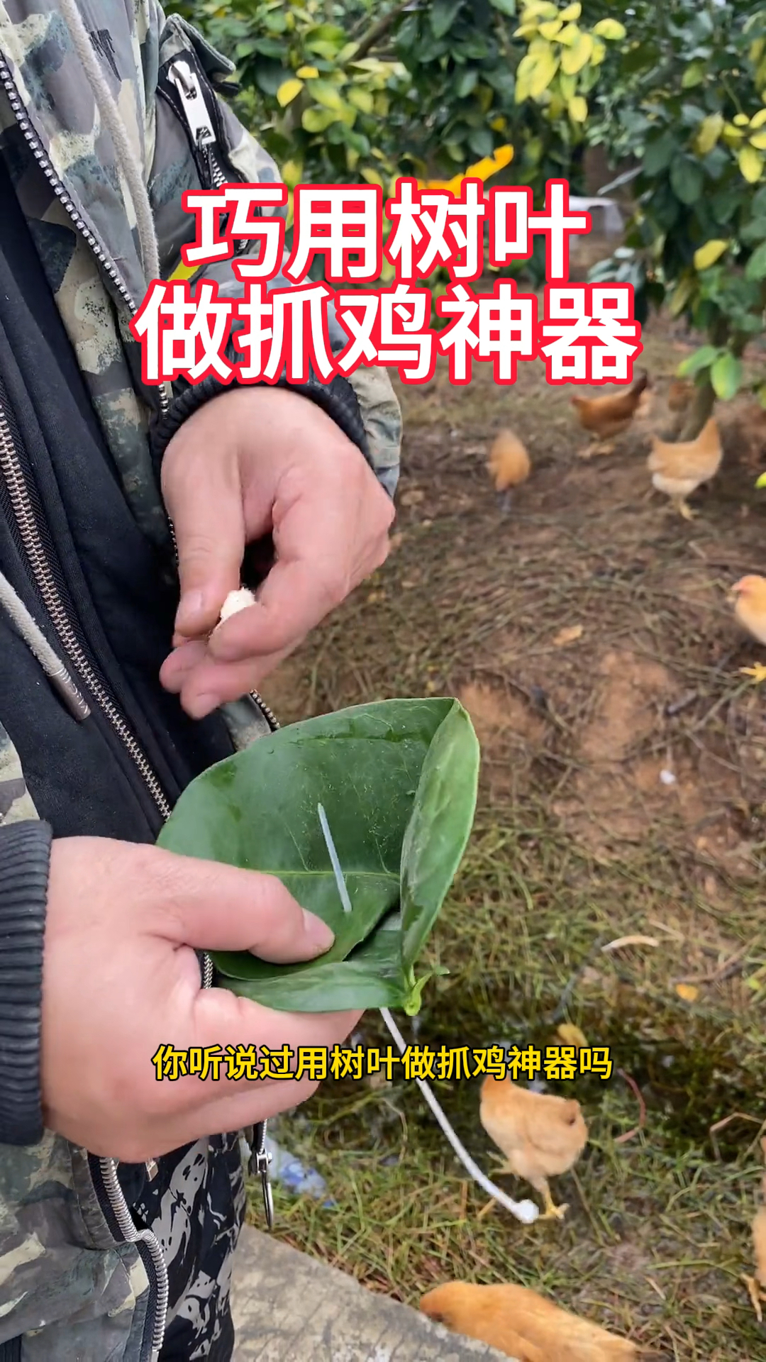 巧用树叶做抓鸡神器