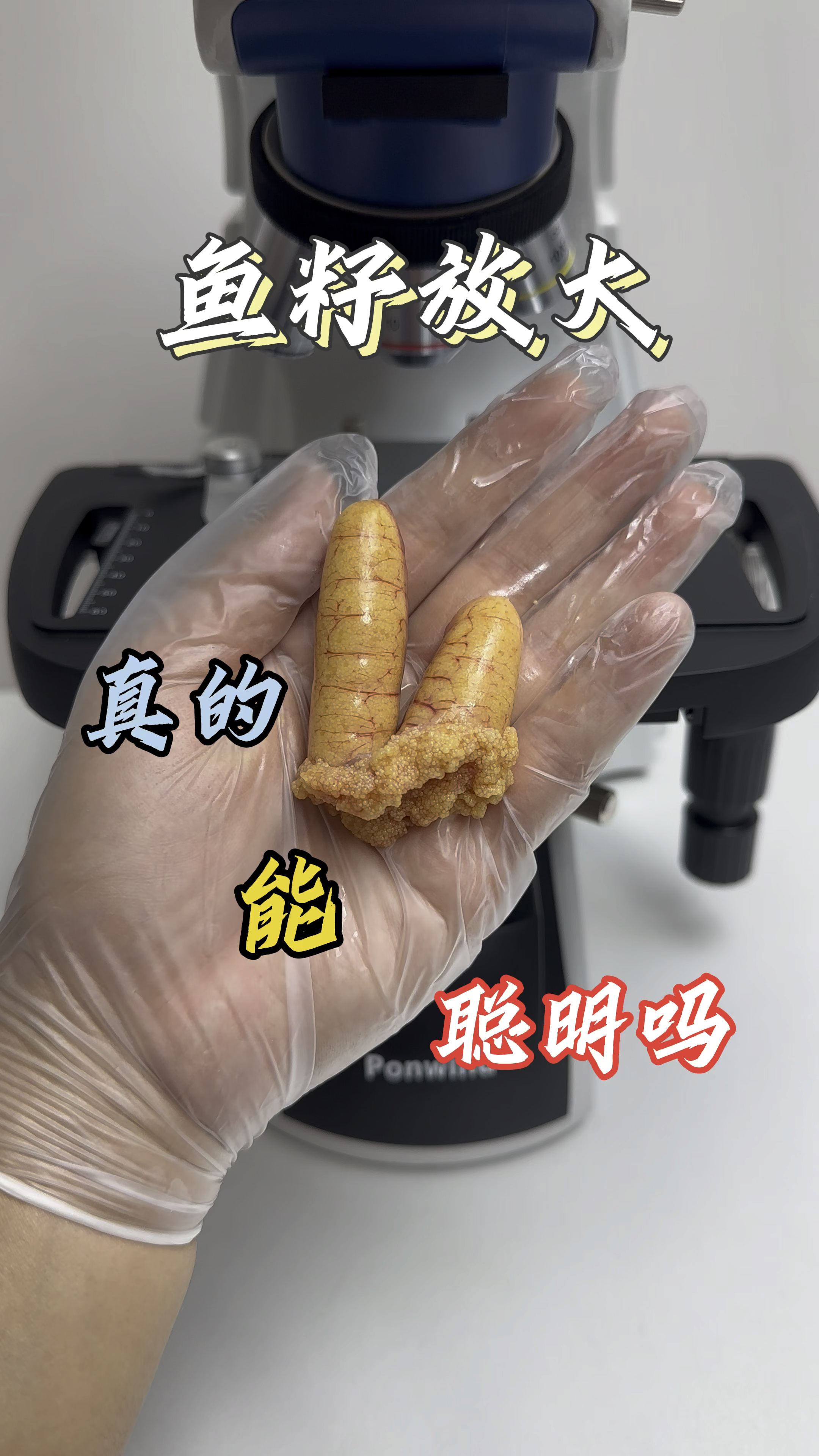 鱼籽真的有营养吗?你们是吃了还是把它扔掉了?