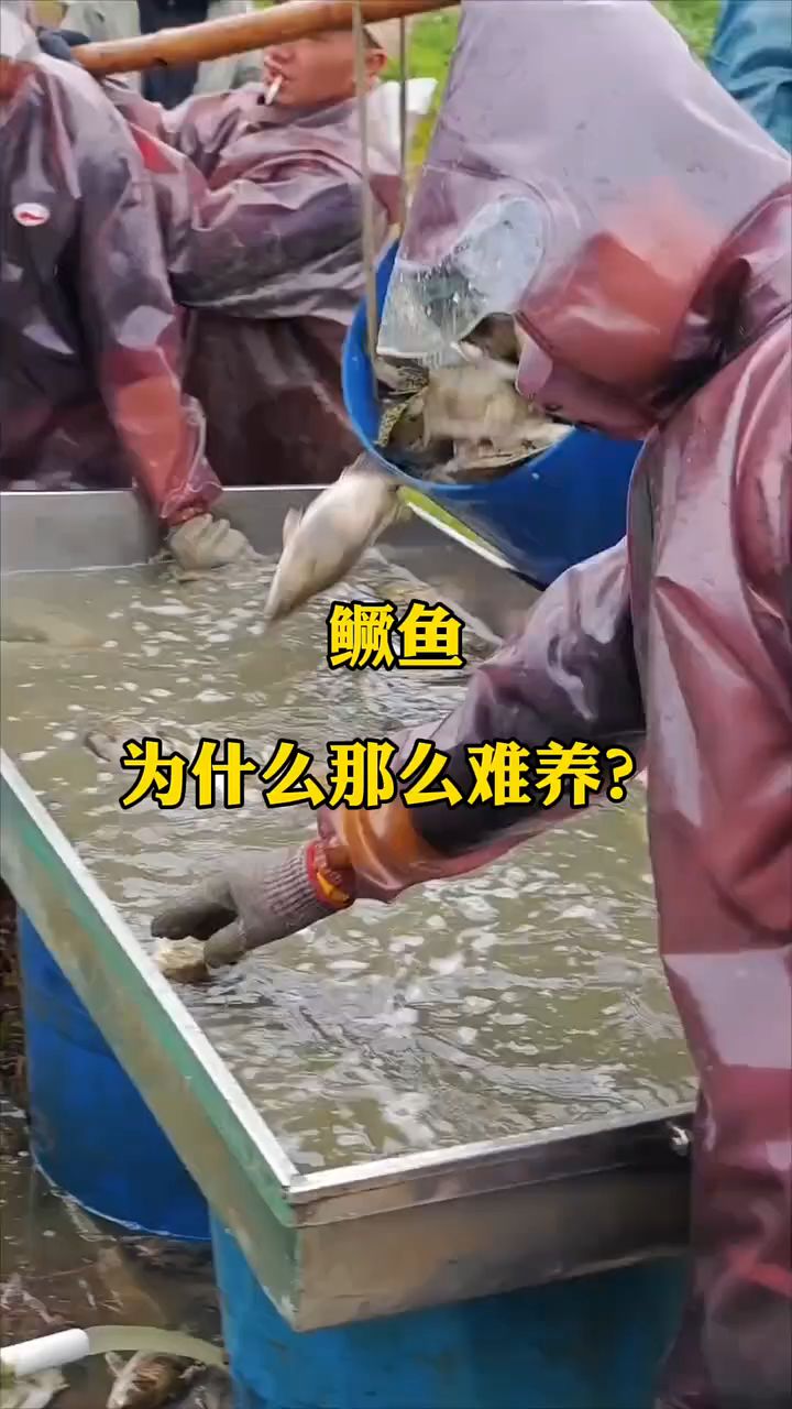 鳜鱼为什么那么难养#特种鱼养殖#鳜鱼养殖#水产养殖技术