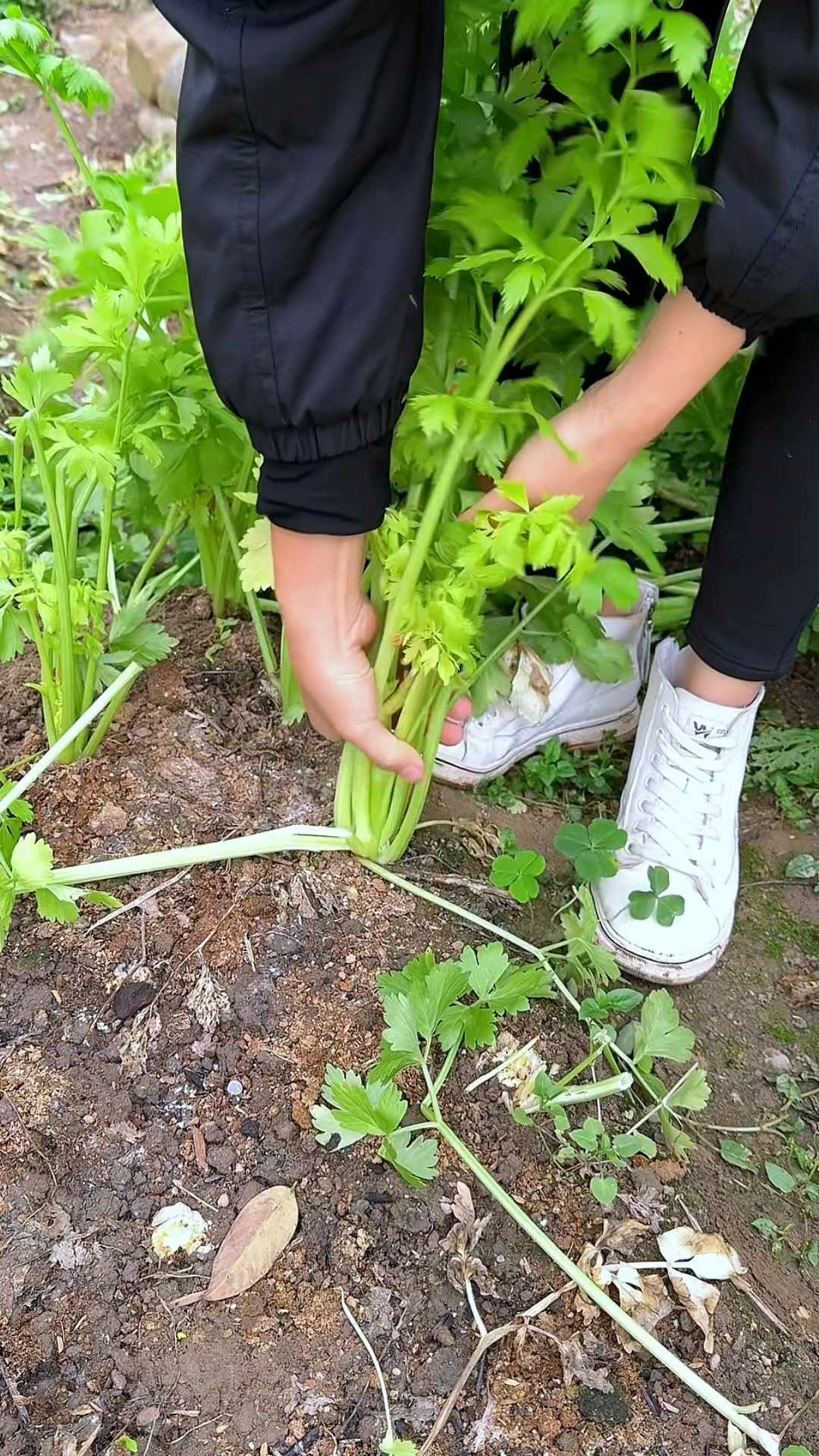 芹菜根不要扔了,农村人常常会把芹菜根留下来