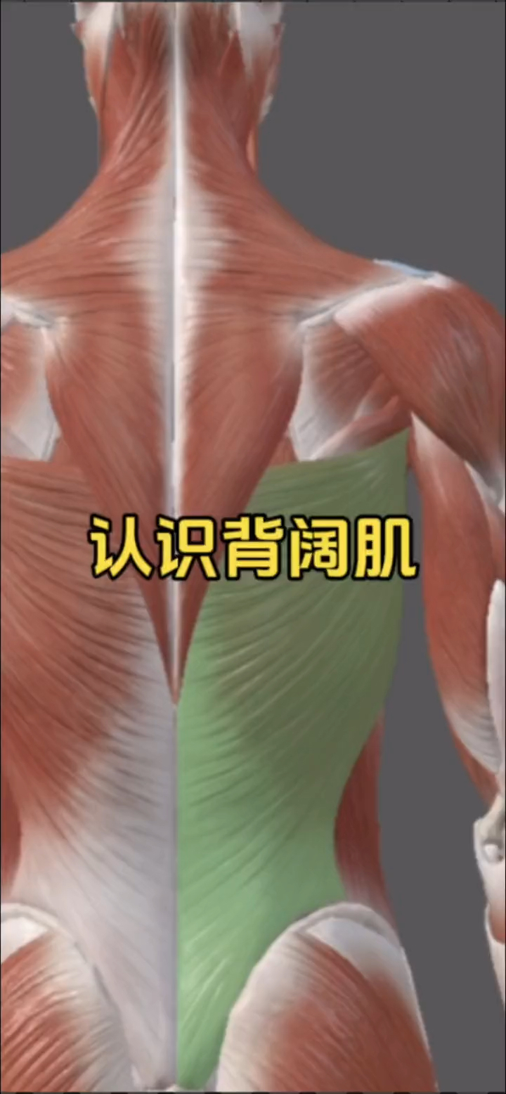 认识背部比较大的肌肉-背阔肌!
