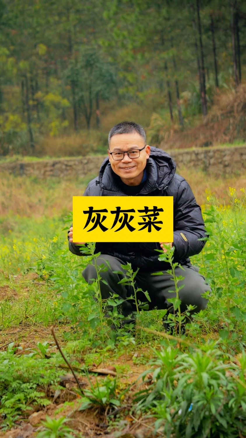 灰灰菜为什么叫灰灰菜?