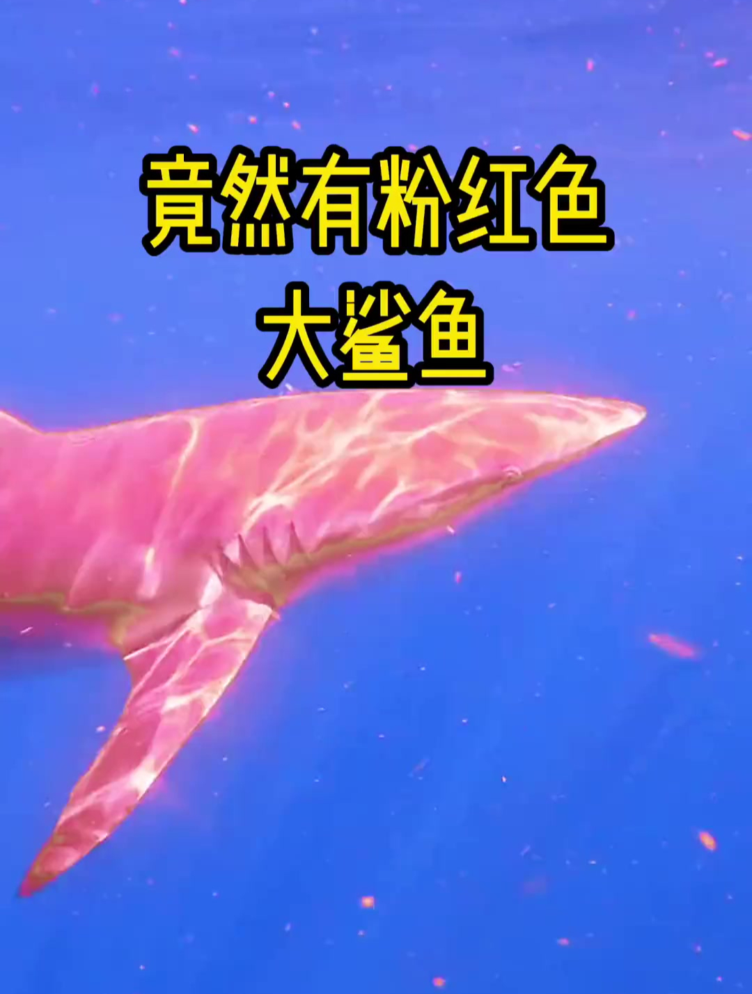 完全颠覆了对鲨鱼的认知,竟然有可爱的粉红色