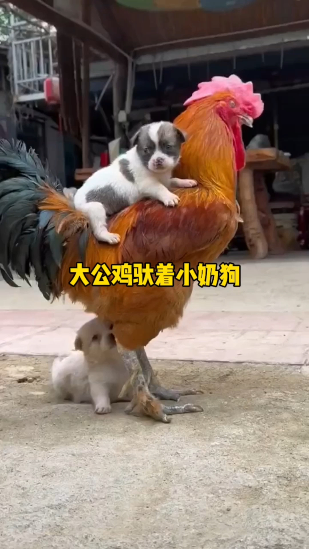 大公鸡驮着小奶狗行走